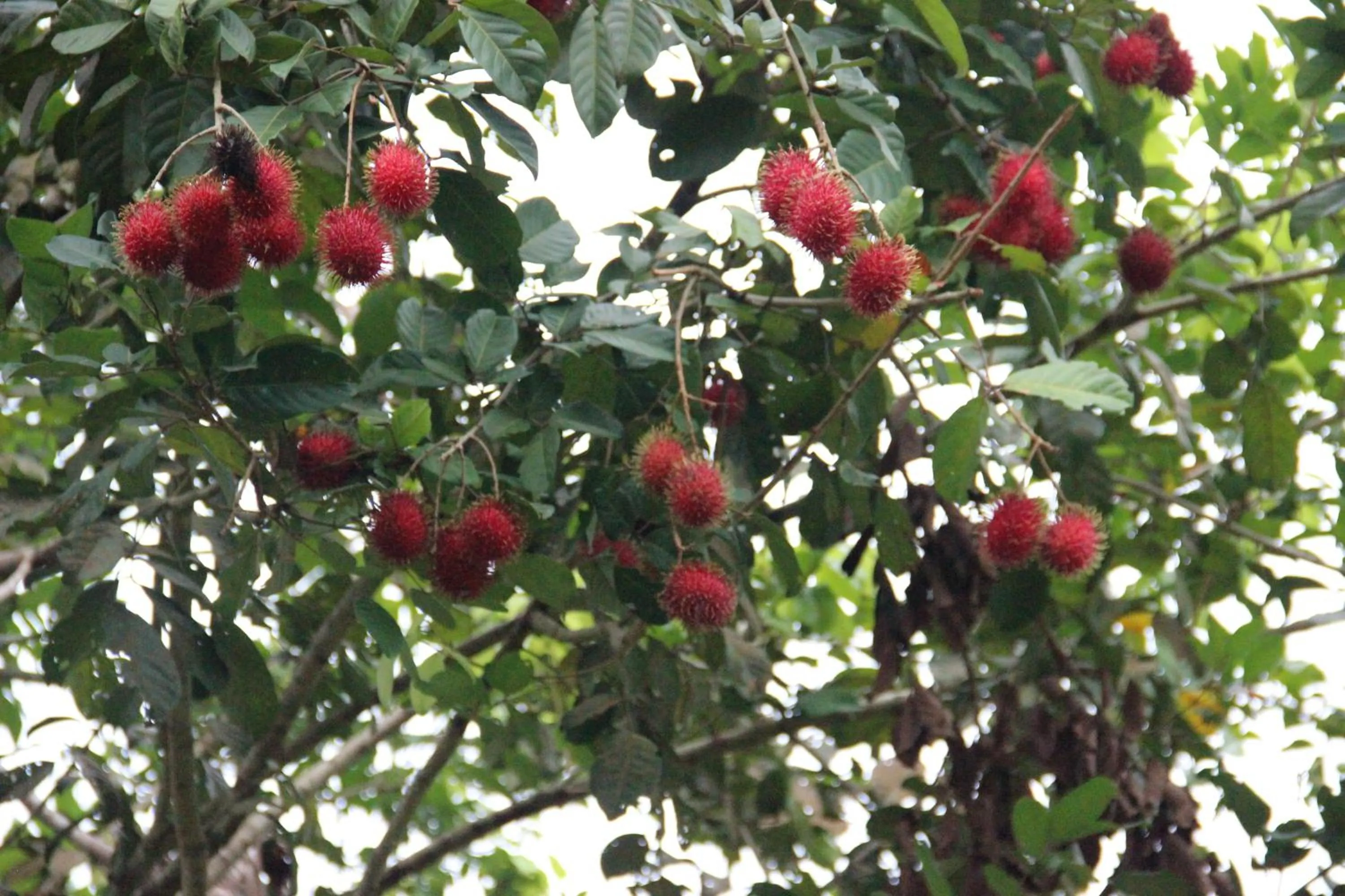 View (from property/room) in The Orchard Wellness & Health Resort