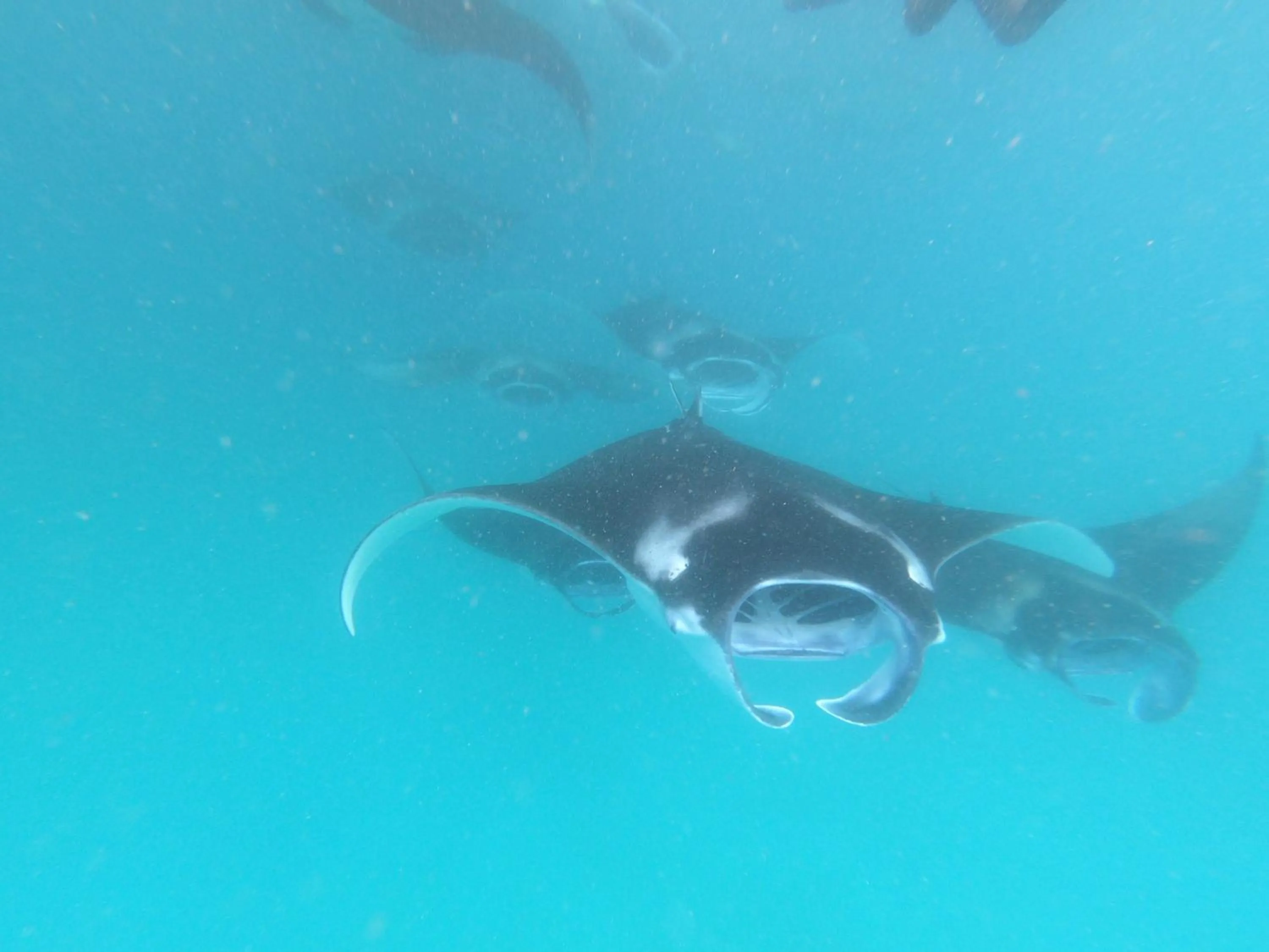 Activities in LVIS blancura Hotel