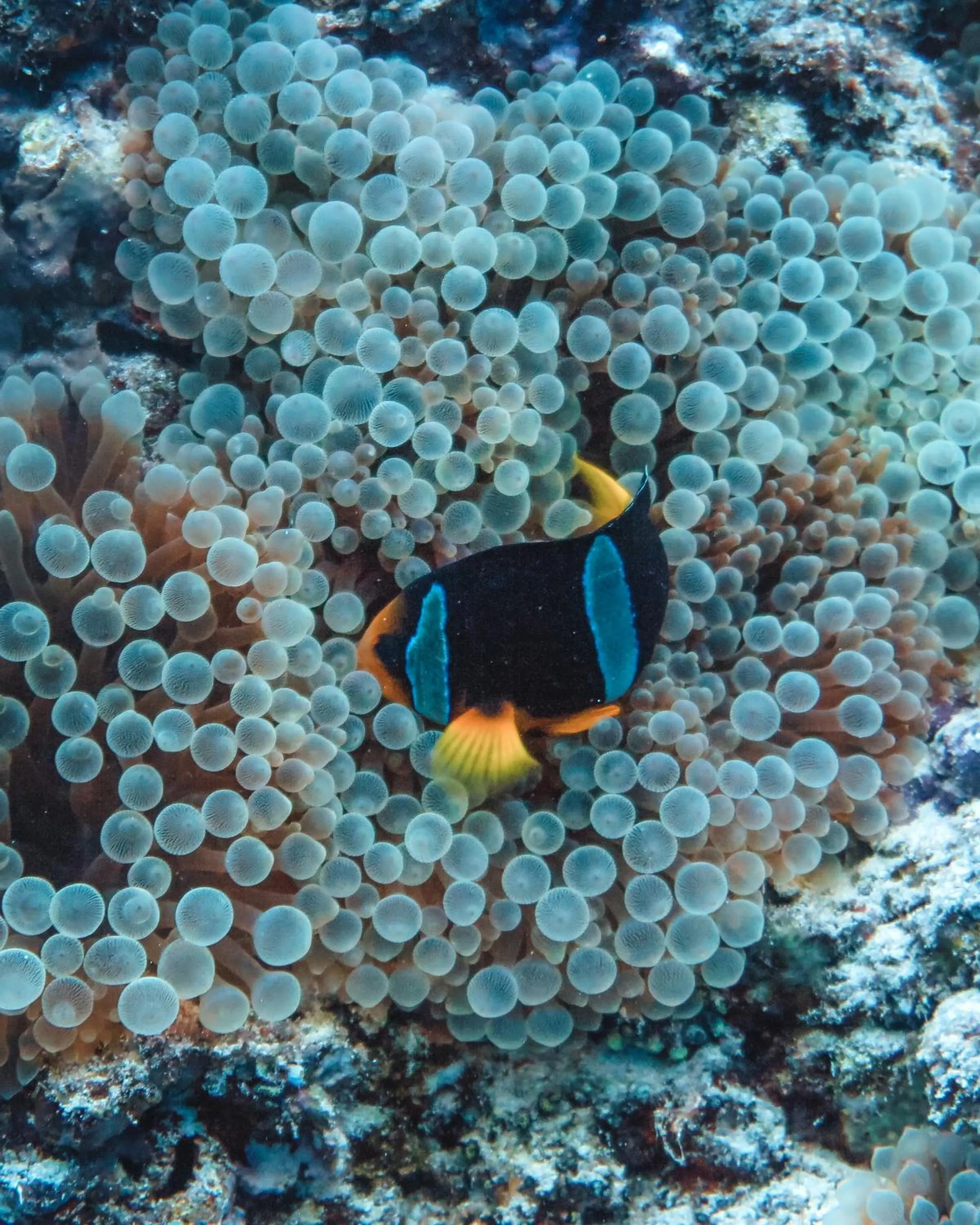 Diving in Rashu Hiyaa