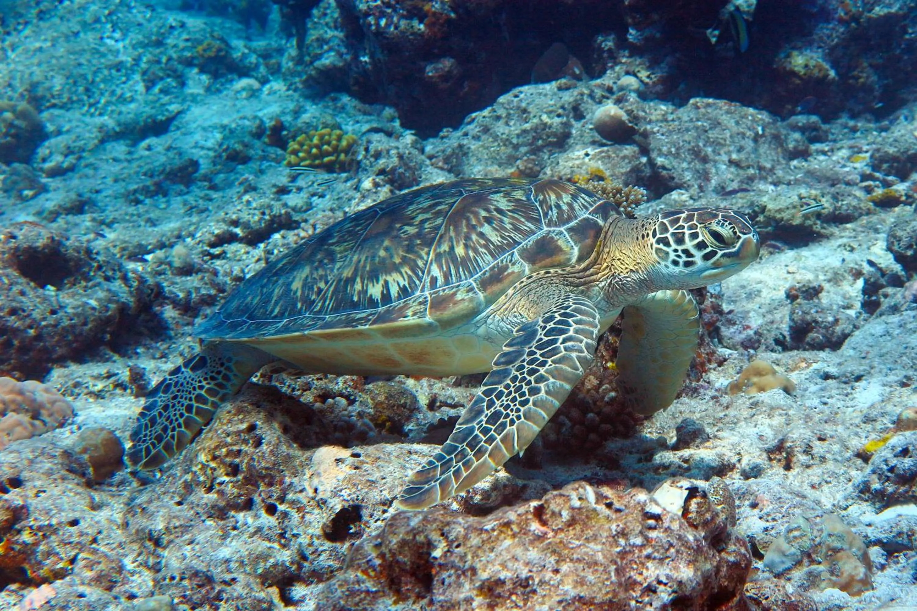 Diving in Rashu Hiyaa