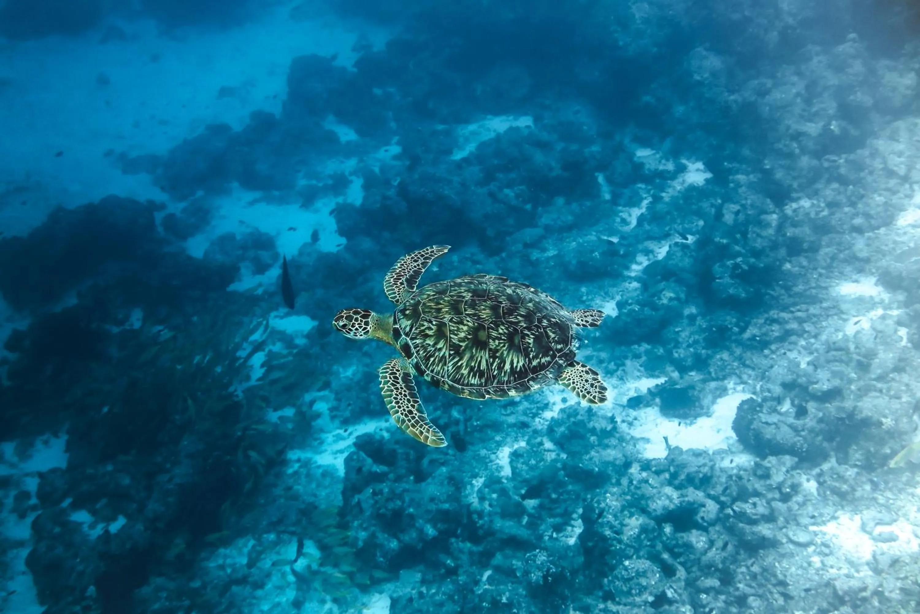 Off site in Rashu Hiyaa