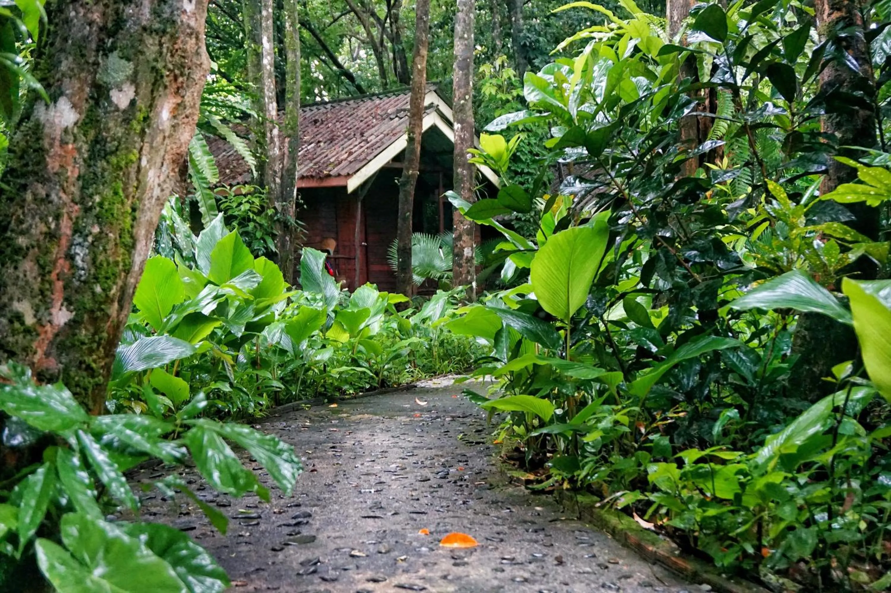 Natural landscape in Khao Sok Riverside Cottages