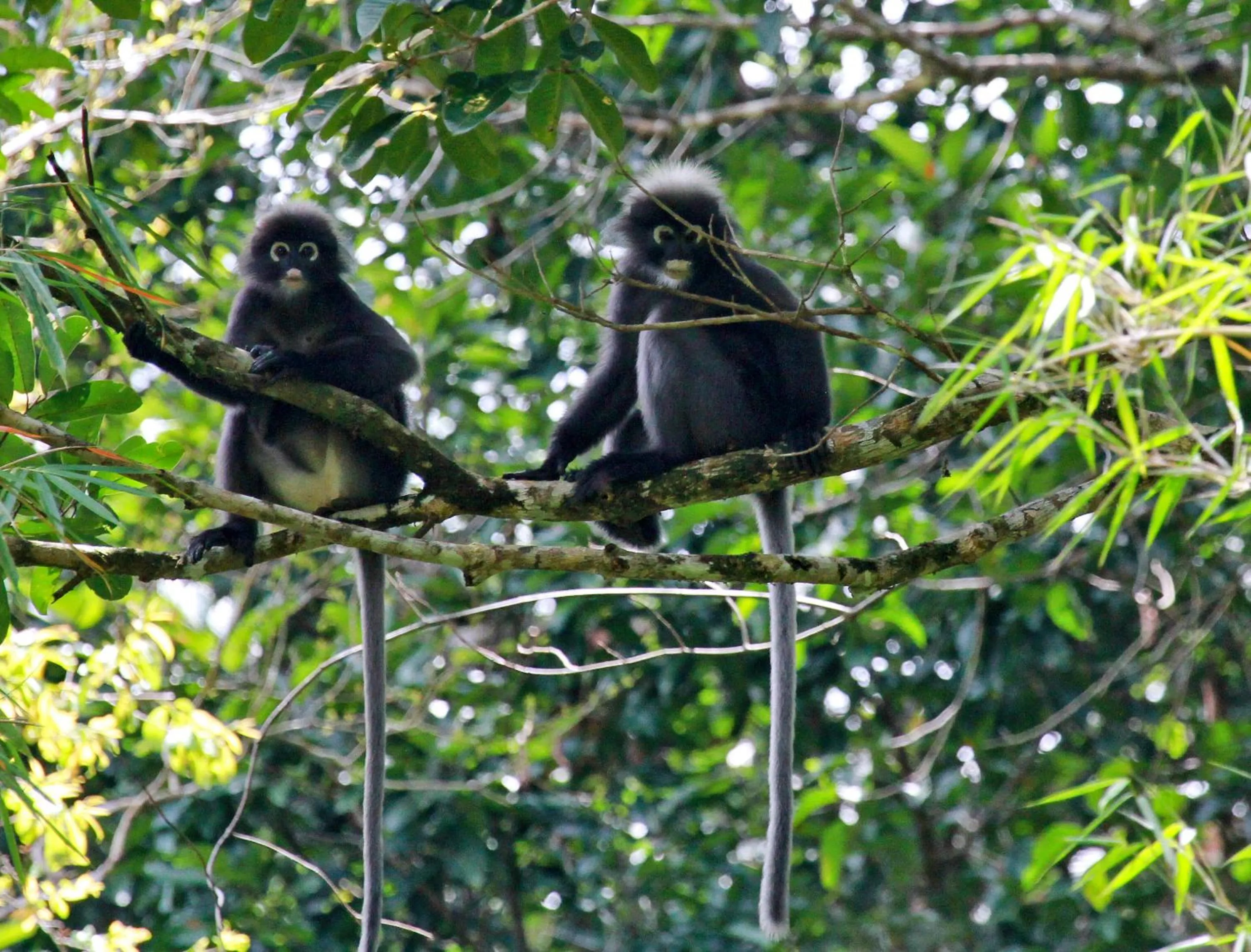 Animals in Khao Sok Riverside Cottages