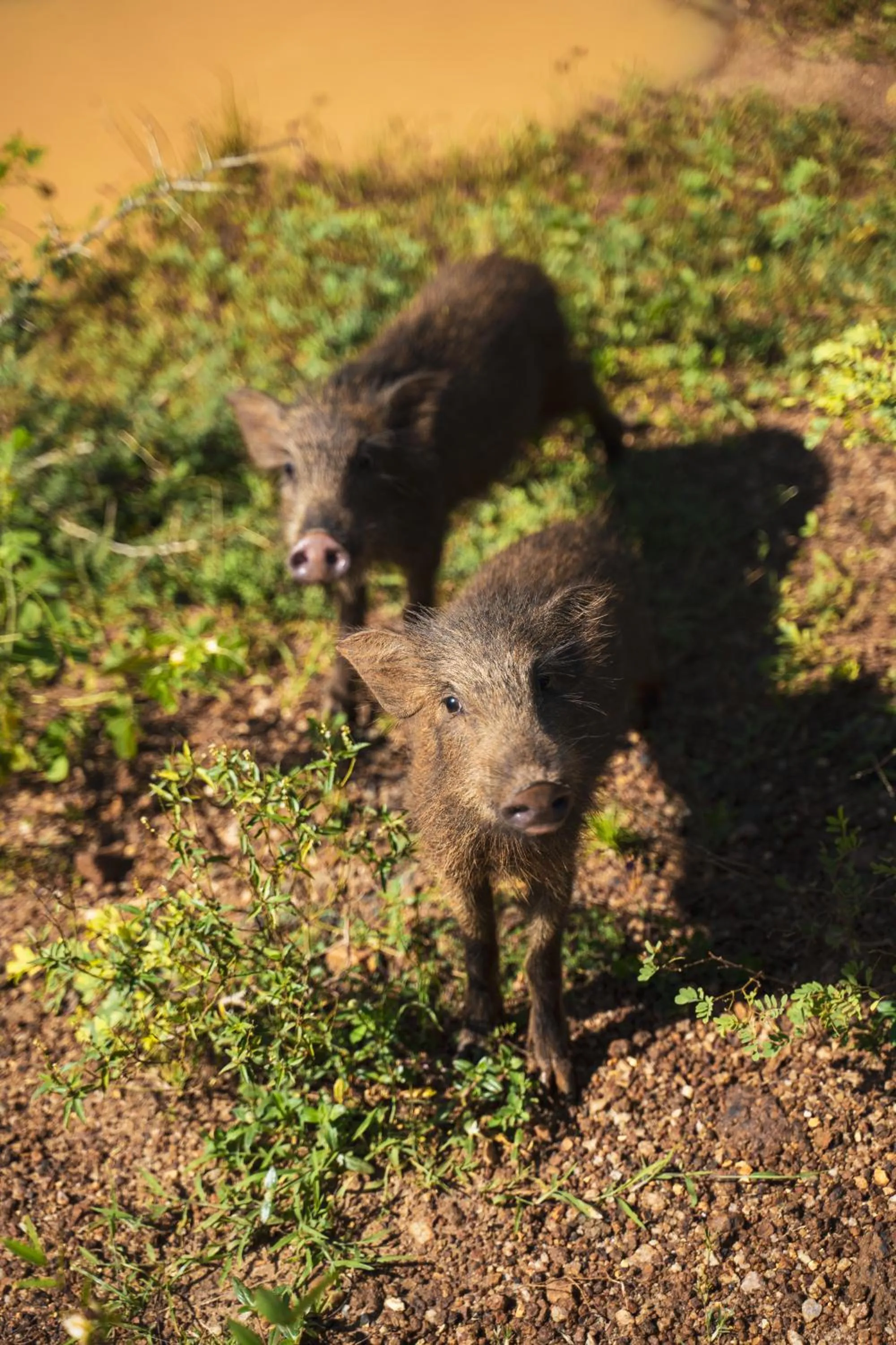 Activities in Blue Turtle Hotel
