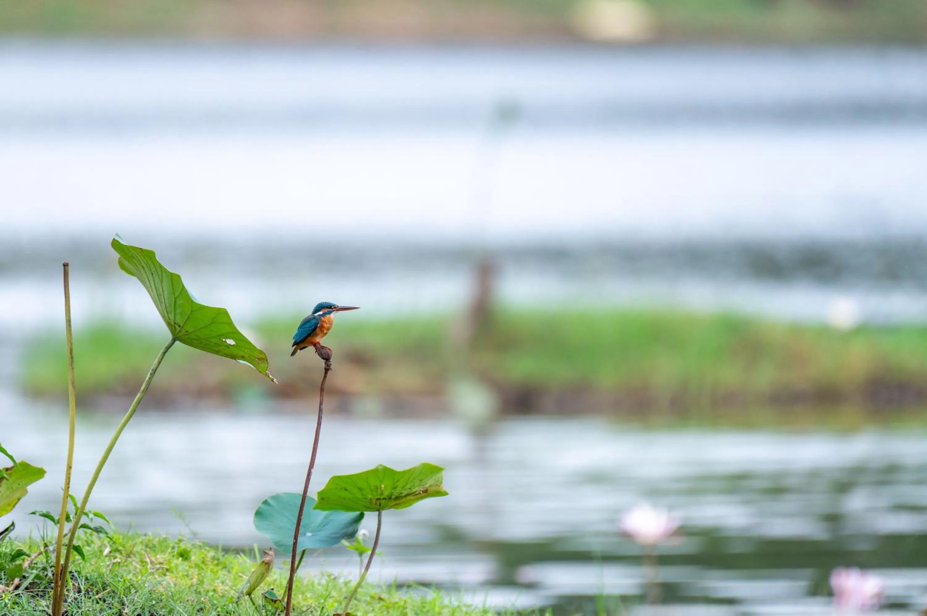 Natural landscape in Ayurvedic Lanka Wellness Hotel