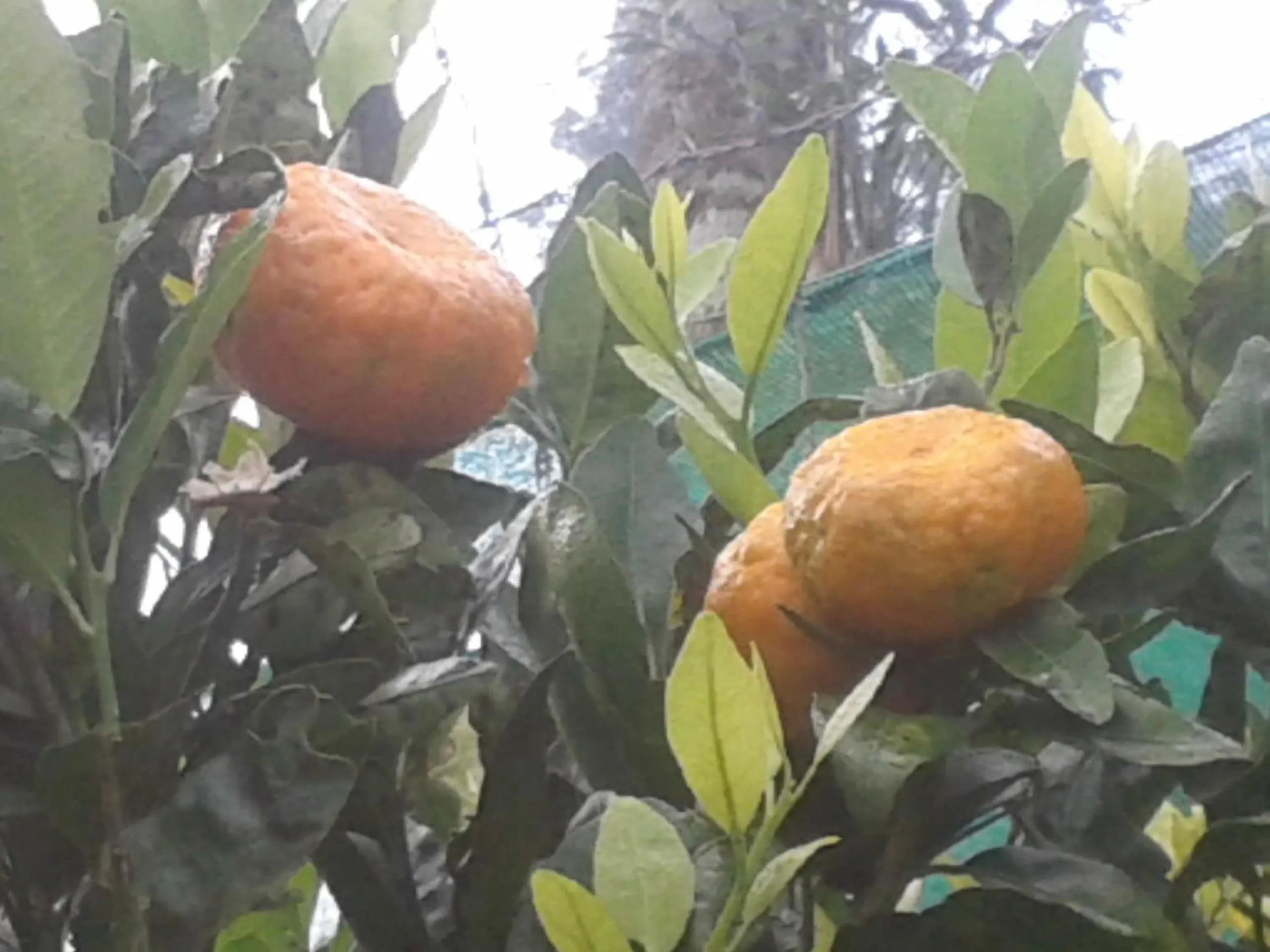 Other in Happy Nest Yercaud