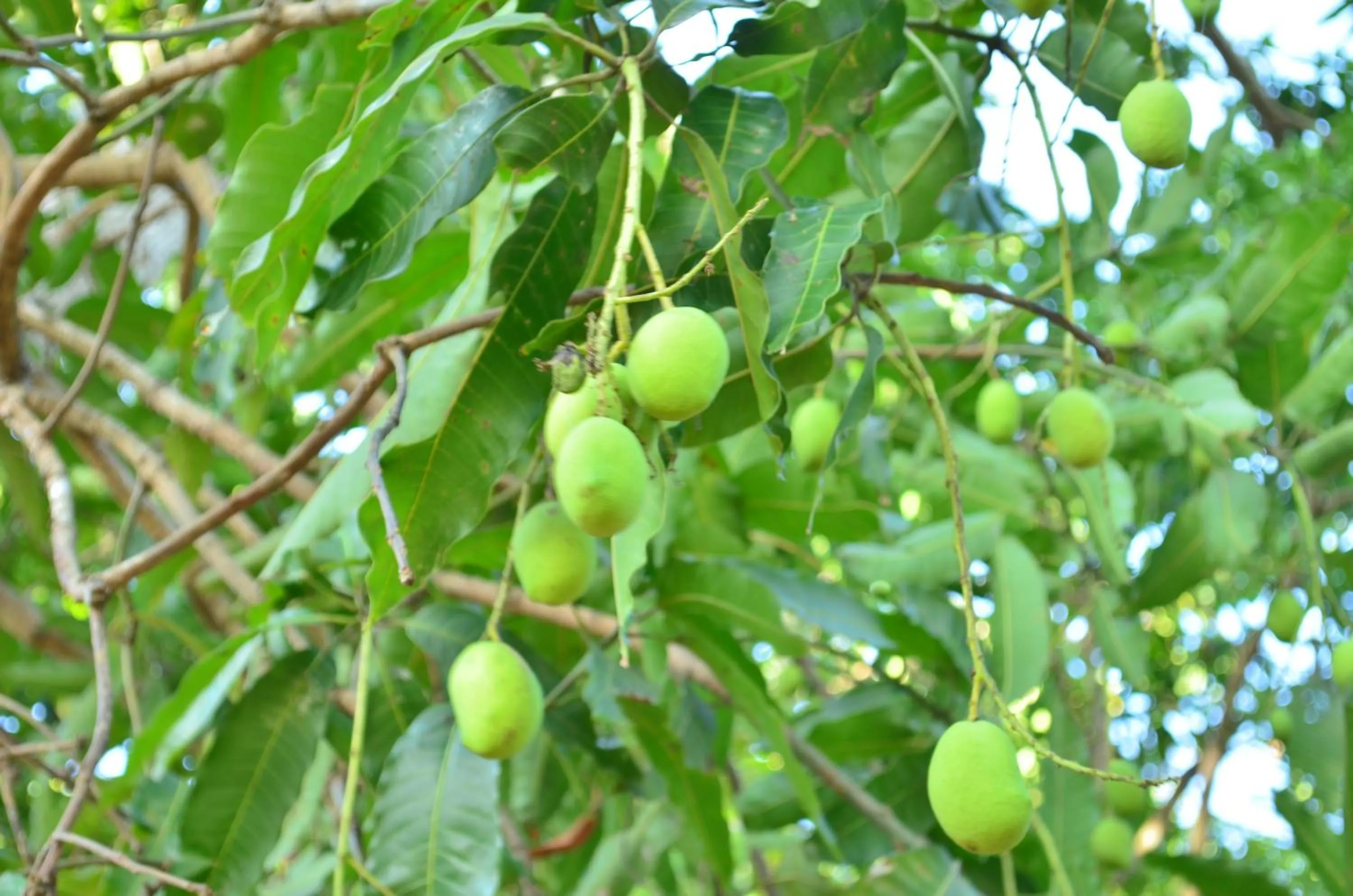Garden view in Vallee 69 Eco Villa-Tissa,Yala