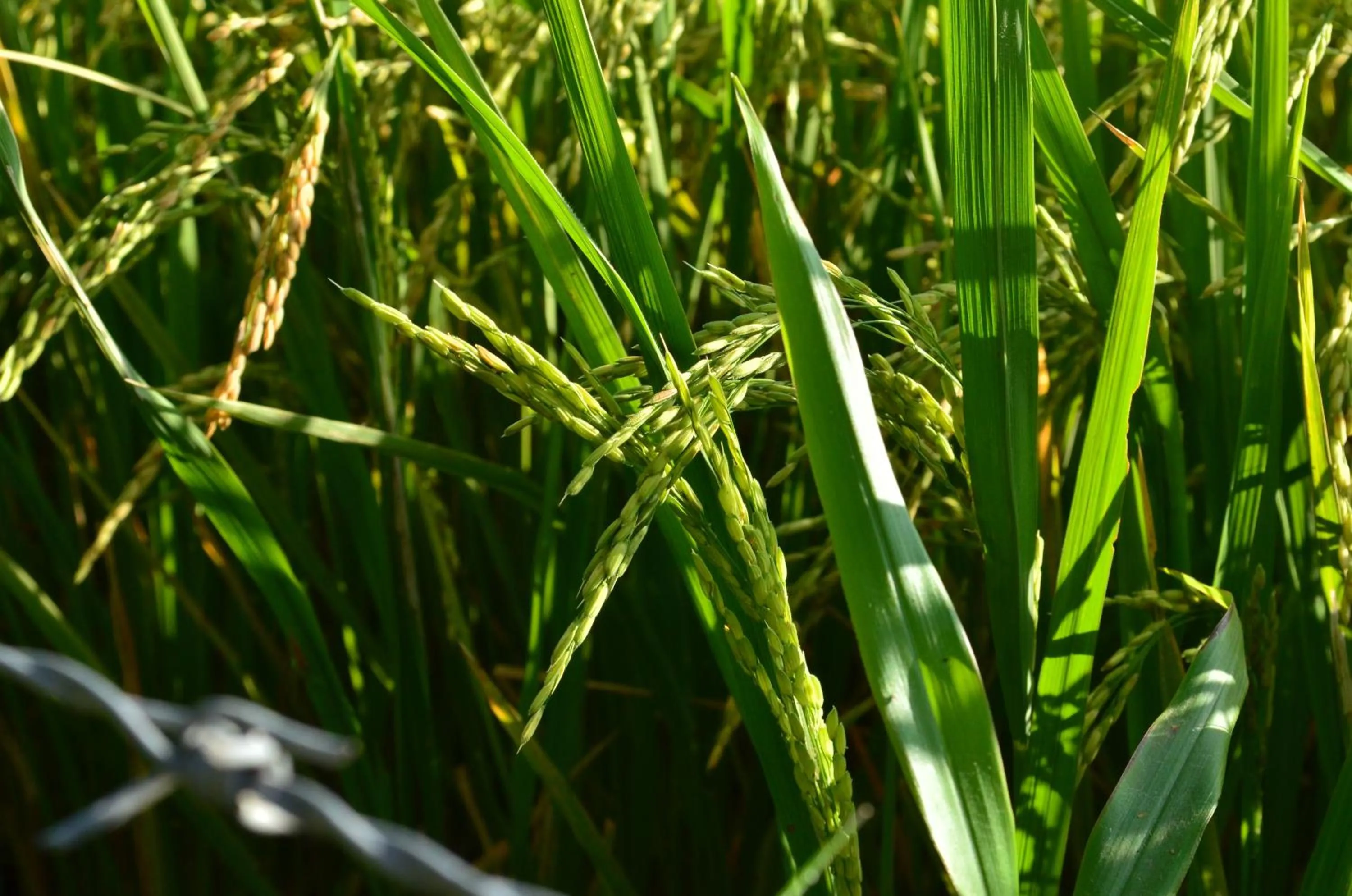 Neighbourhood in Vallee 69 Eco Villa-Tissa,Yala