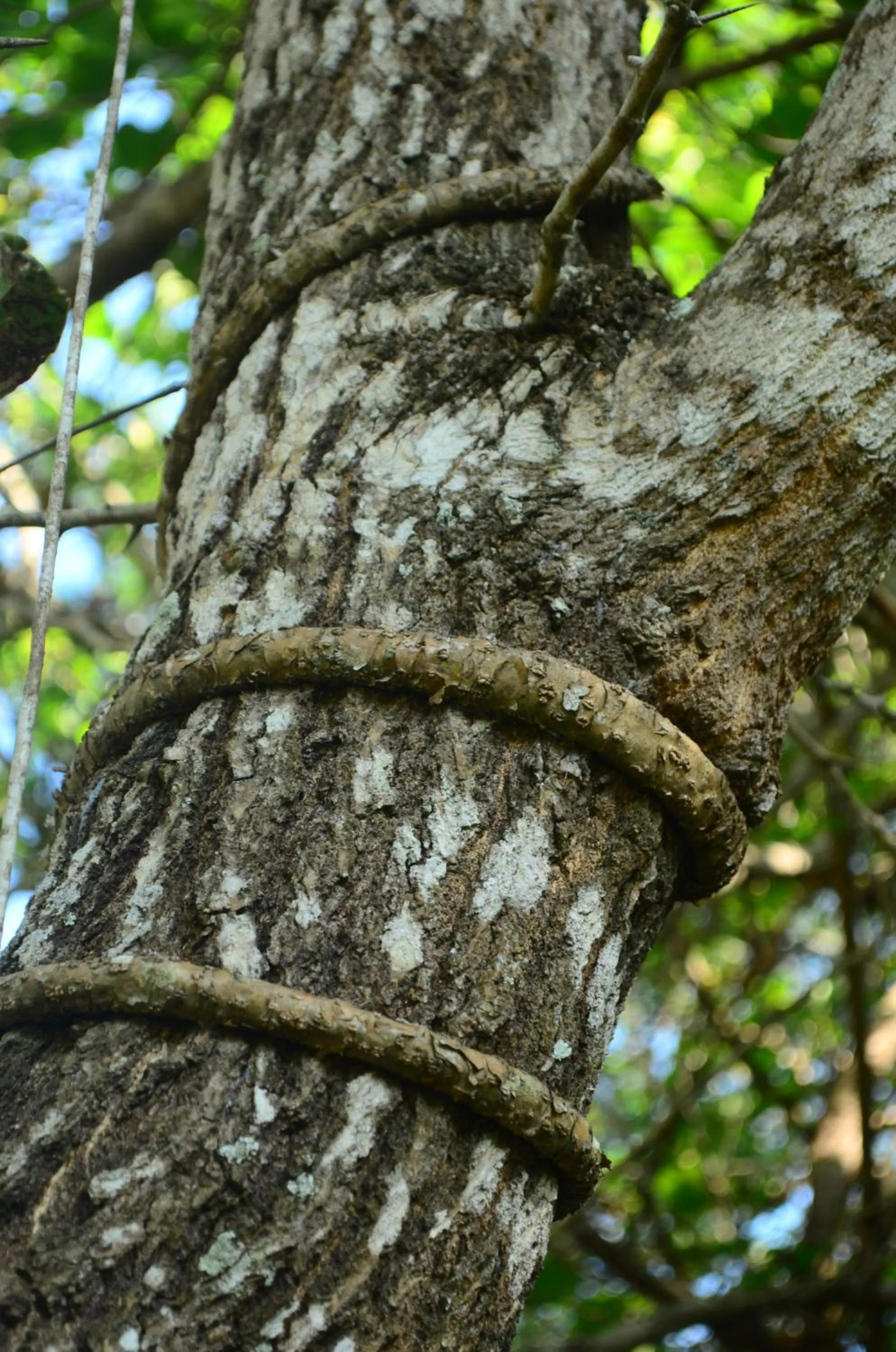 Garden view in Vallee 69 Eco Villa-Tissa,Yala