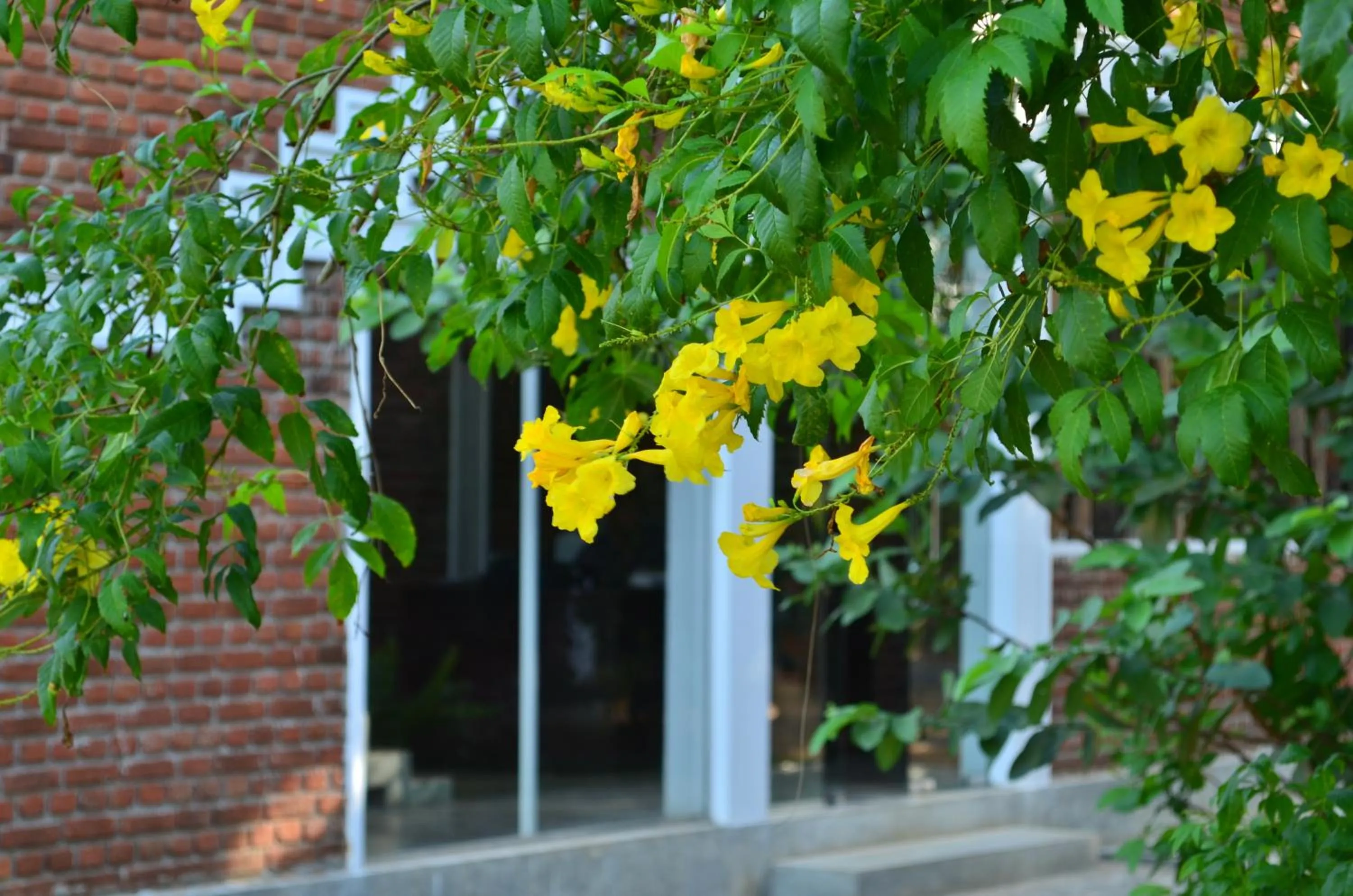 Garden view in Vallee 69 Eco Villa-Tissa,Yala