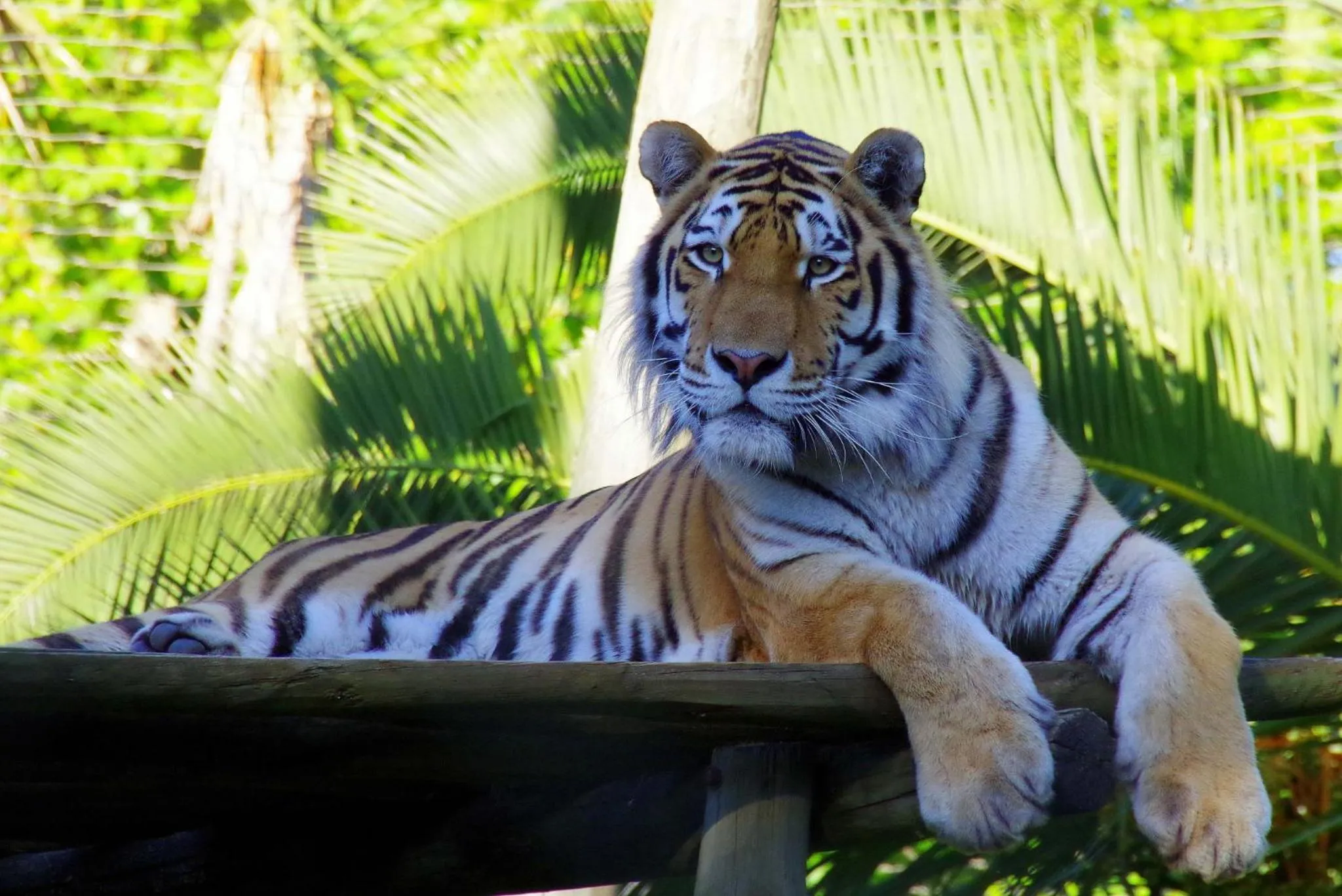 Activities in Discovery Apartment Benfica
