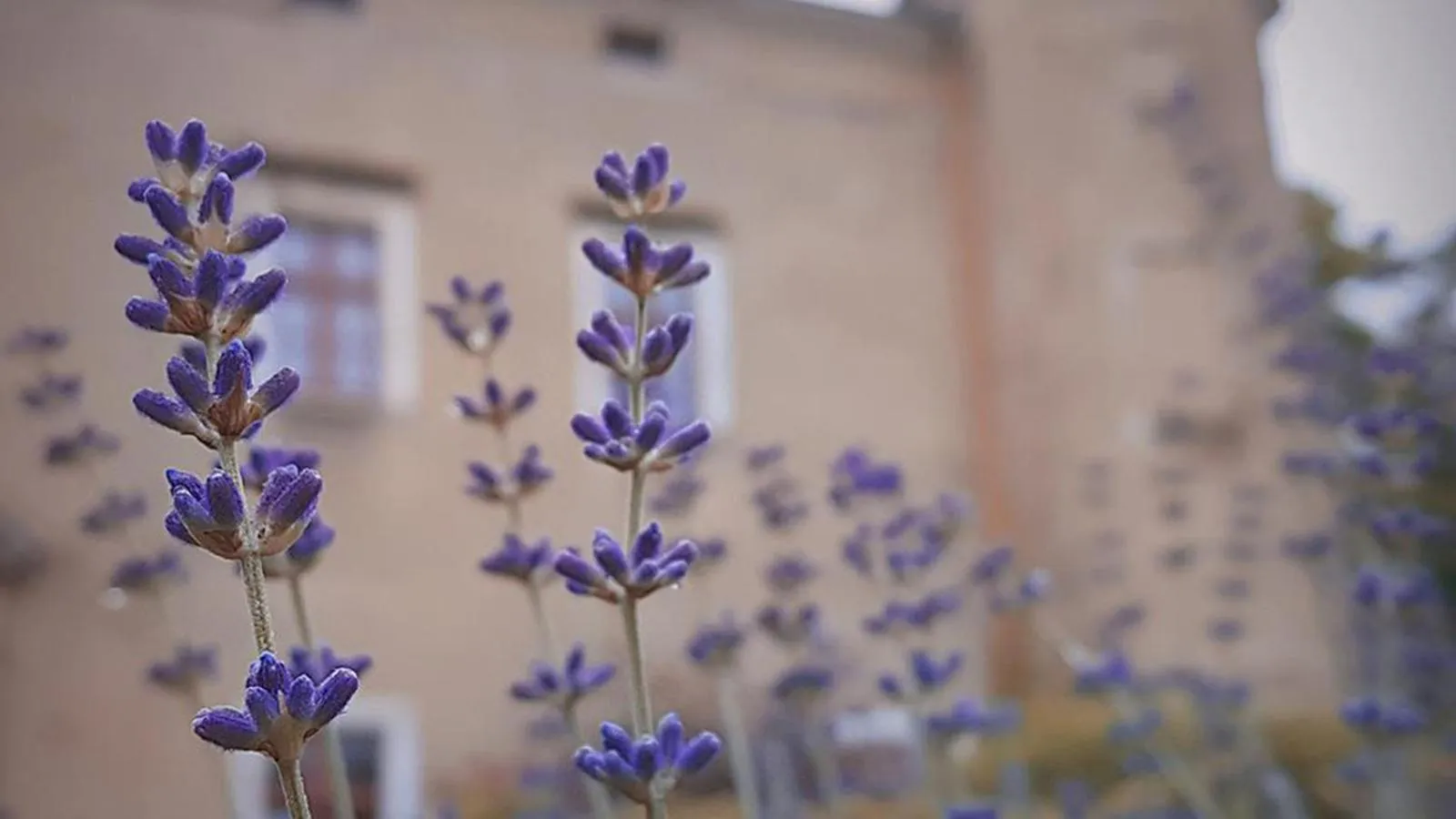 Sauna in Zamek Dobroszyce