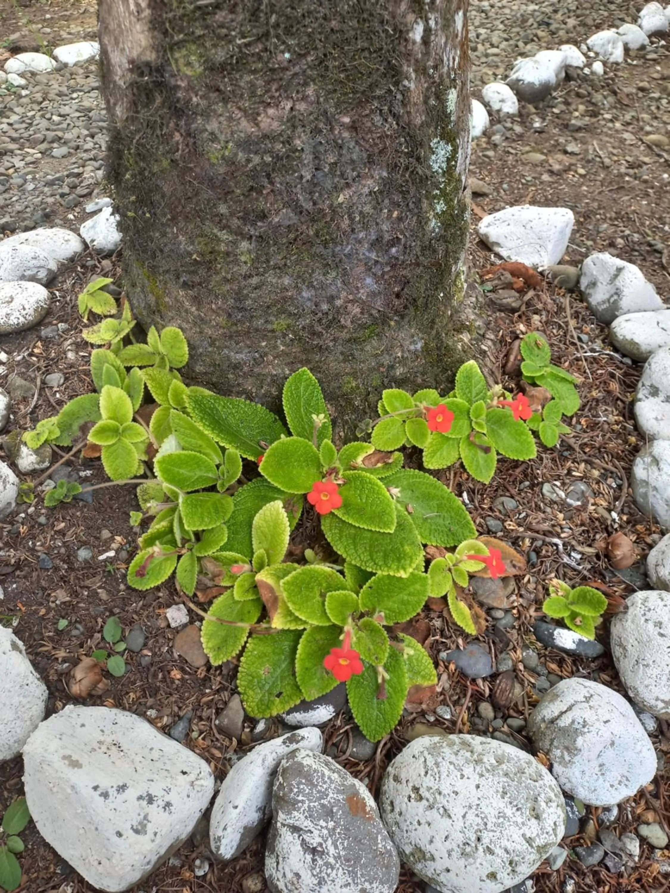 Garden in Babilonia