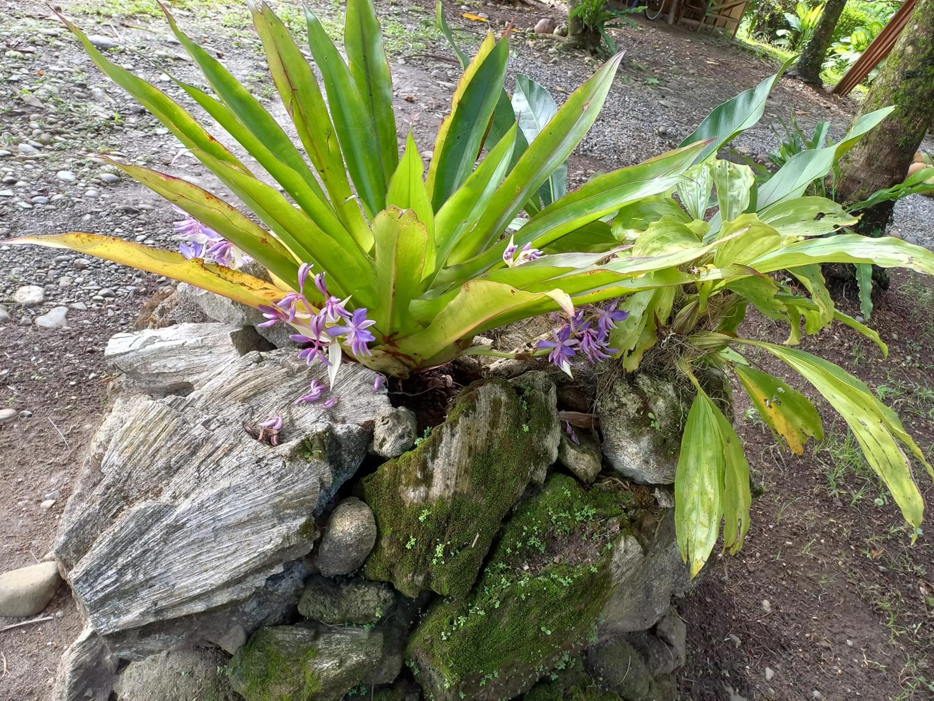 Garden in Babilonia