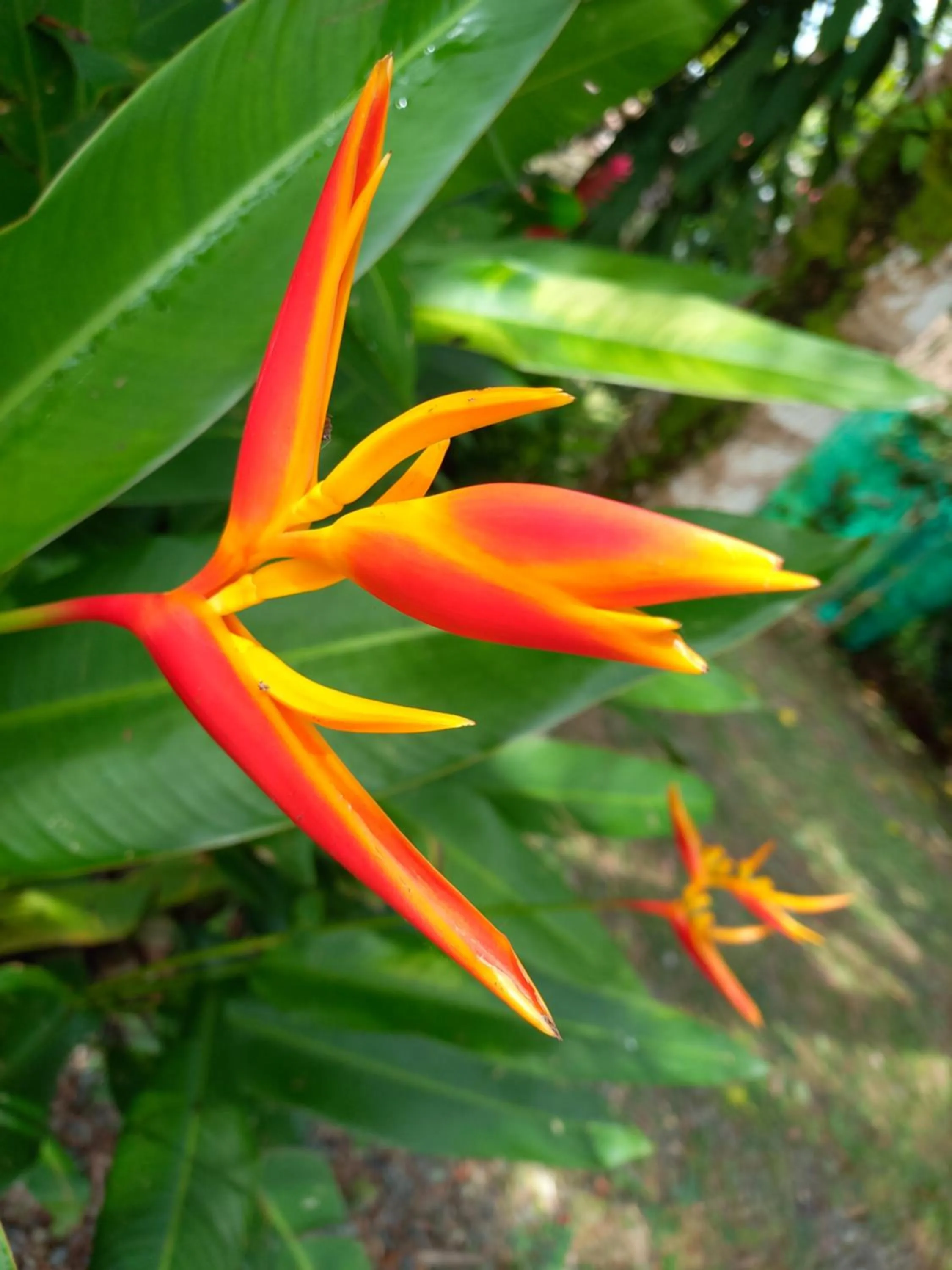 Garden in Babilonia