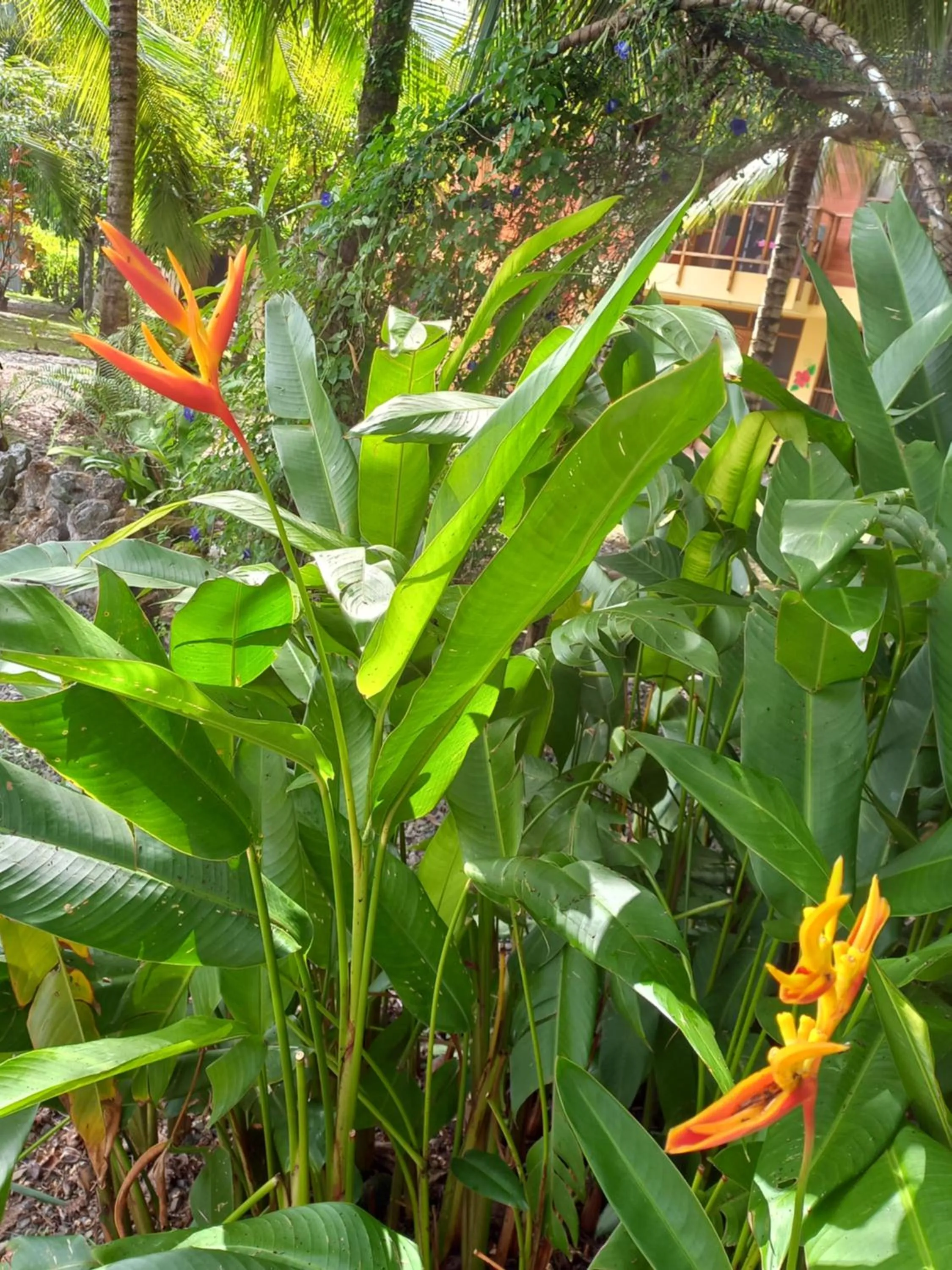 Garden in Babilonia
