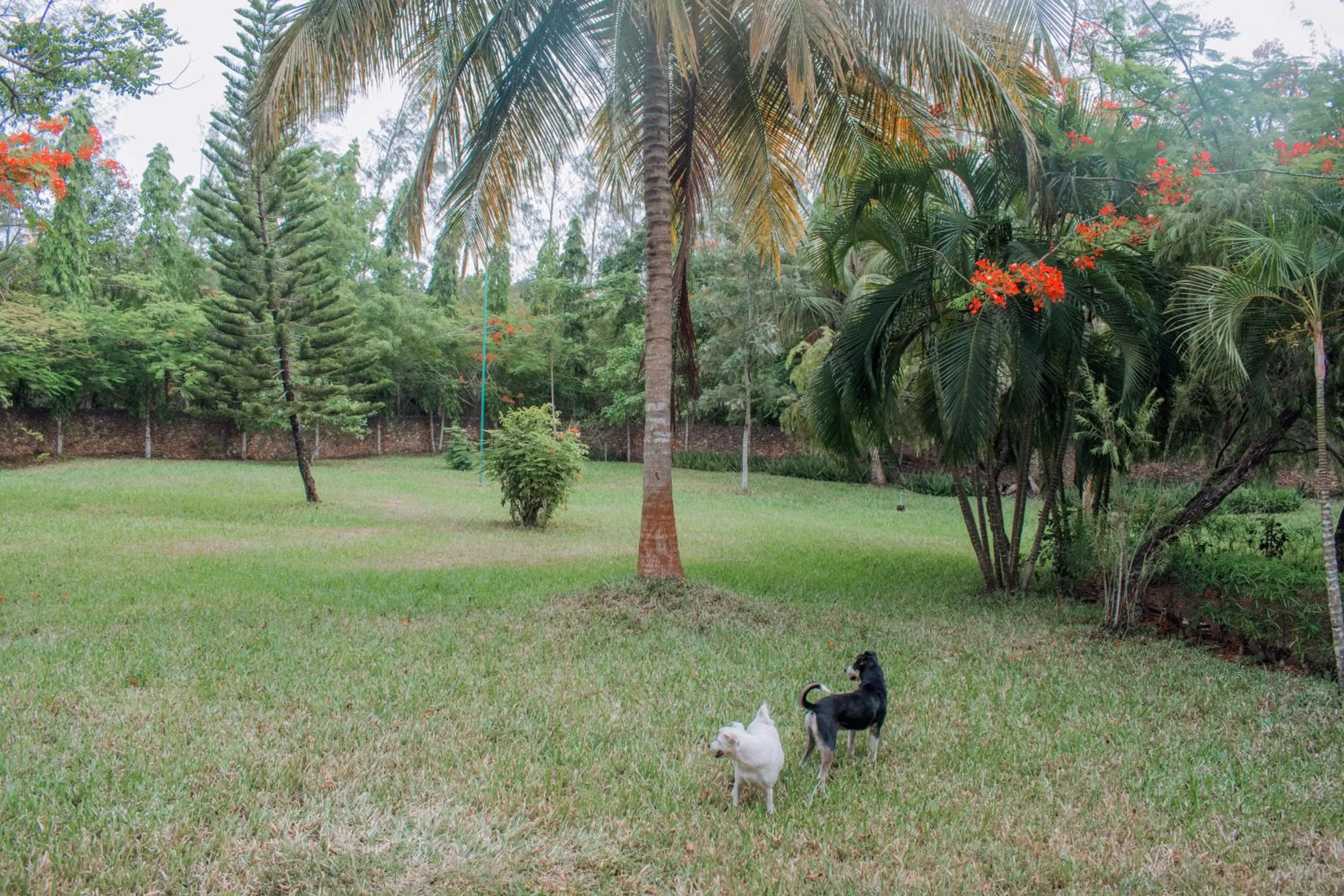 Kijani Cottages Diani Beach