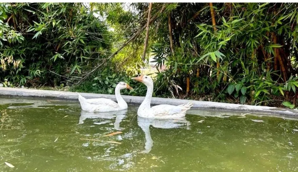 Lake view in Click Resort Corbett Tiger Den