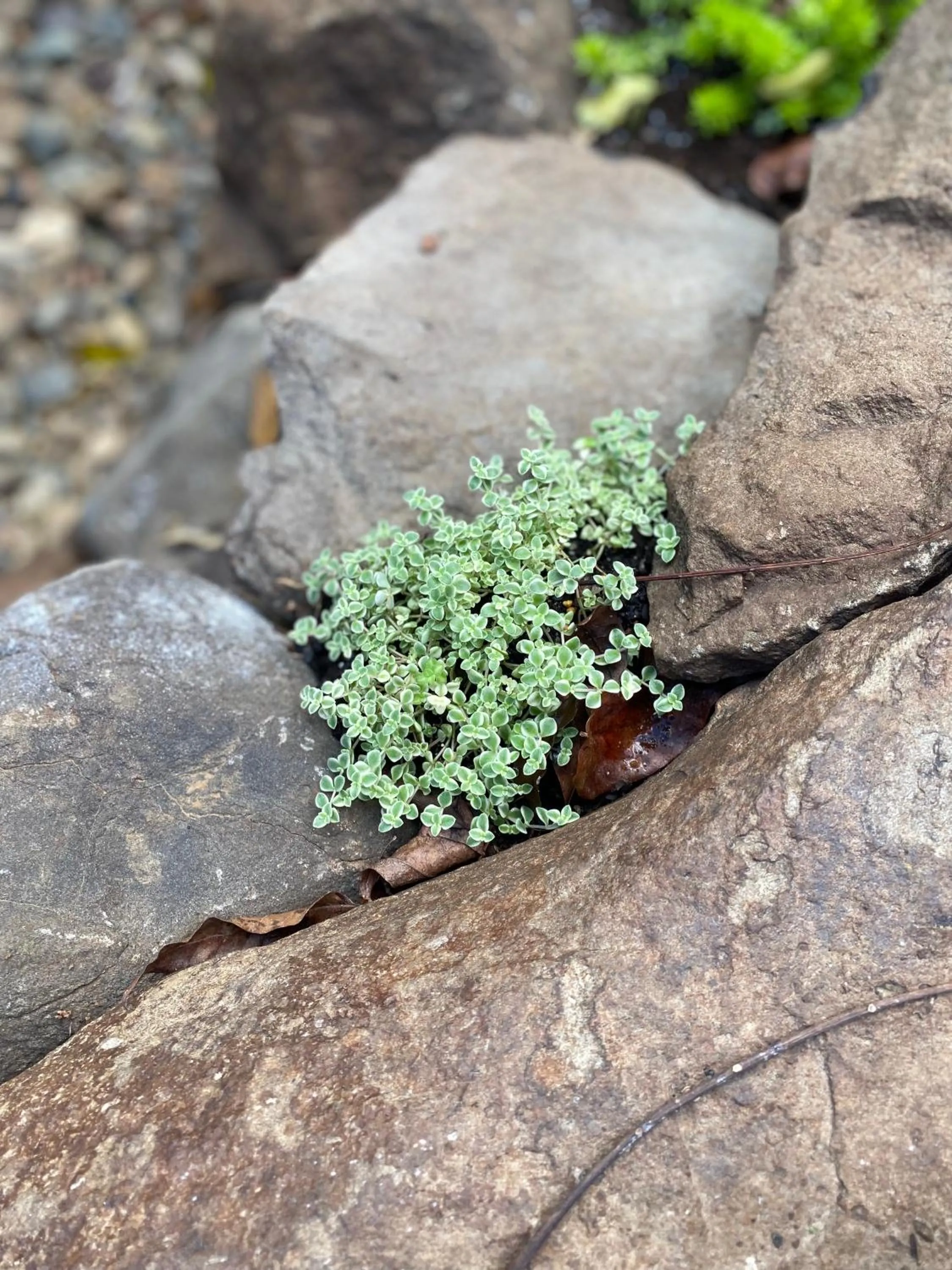 Montville Misty View Cottages