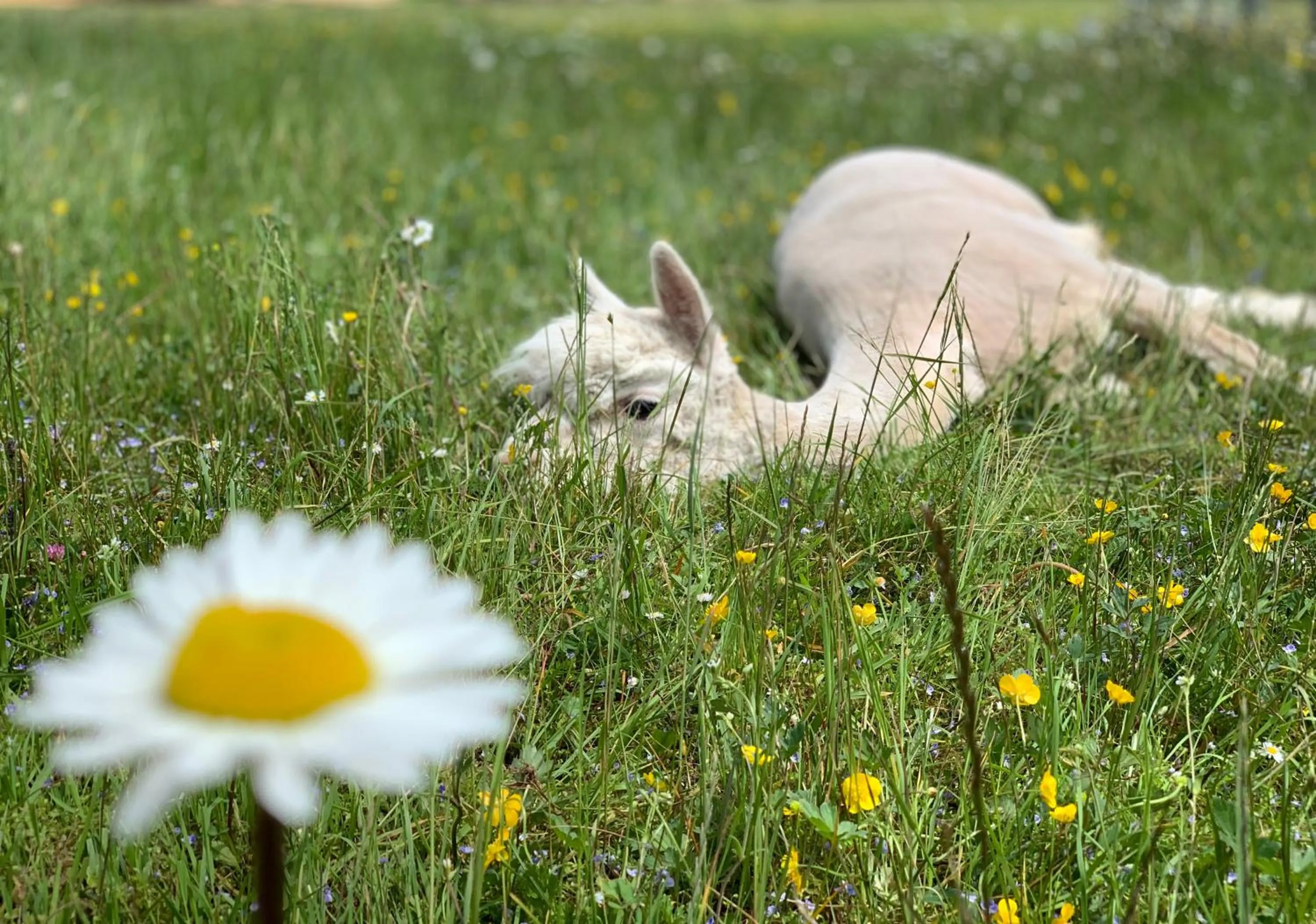 Animals in Das Franzl - Bett & Brot