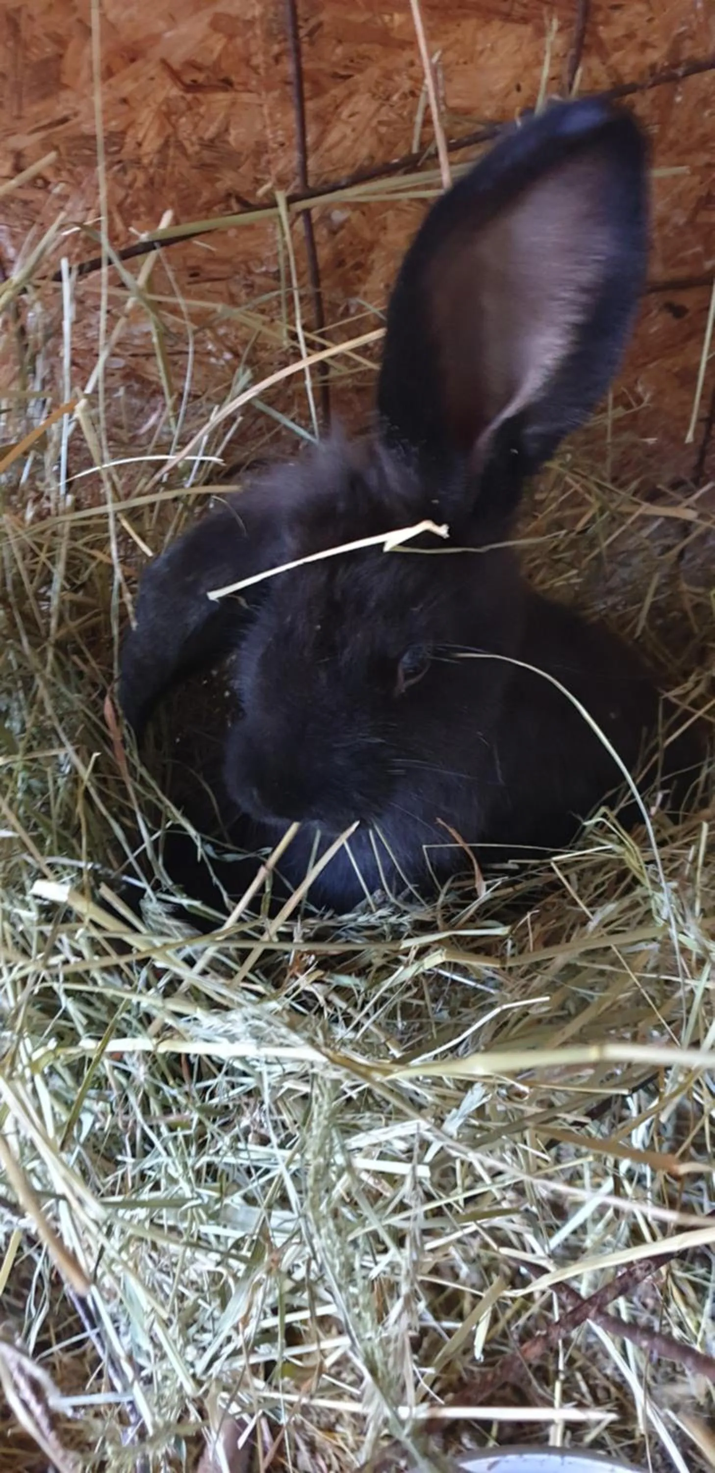 Animals in nawu apartments & Restaurant