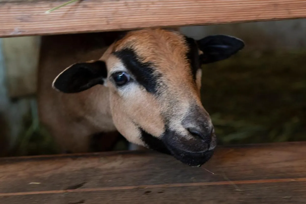 Animals in nawu apartments & Restaurant