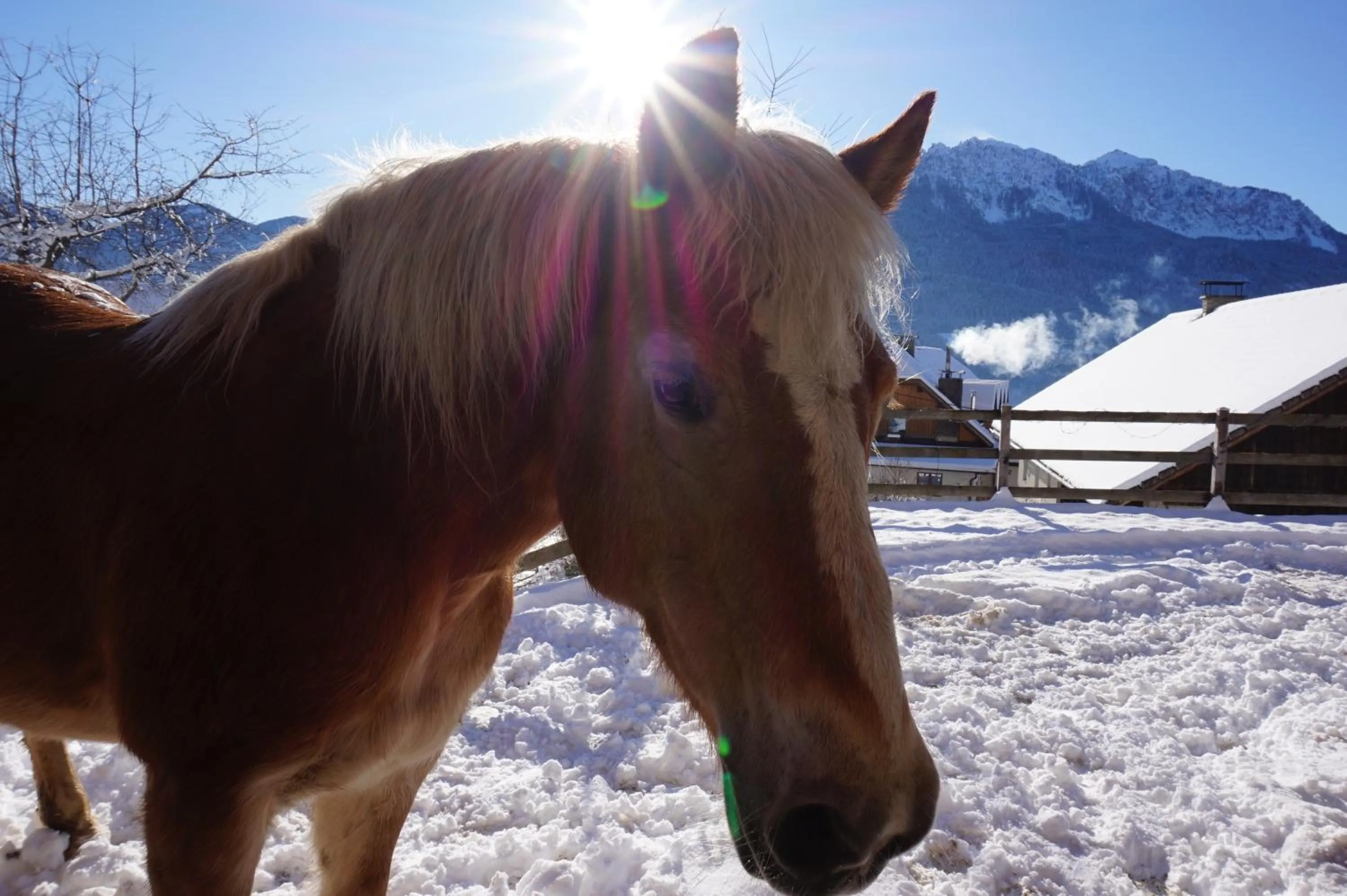 Animals in nawu apartments & Restaurant