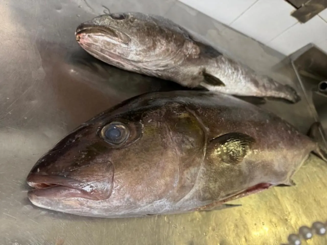 Restaurant/places to eat in Hotel Ristorante Milton