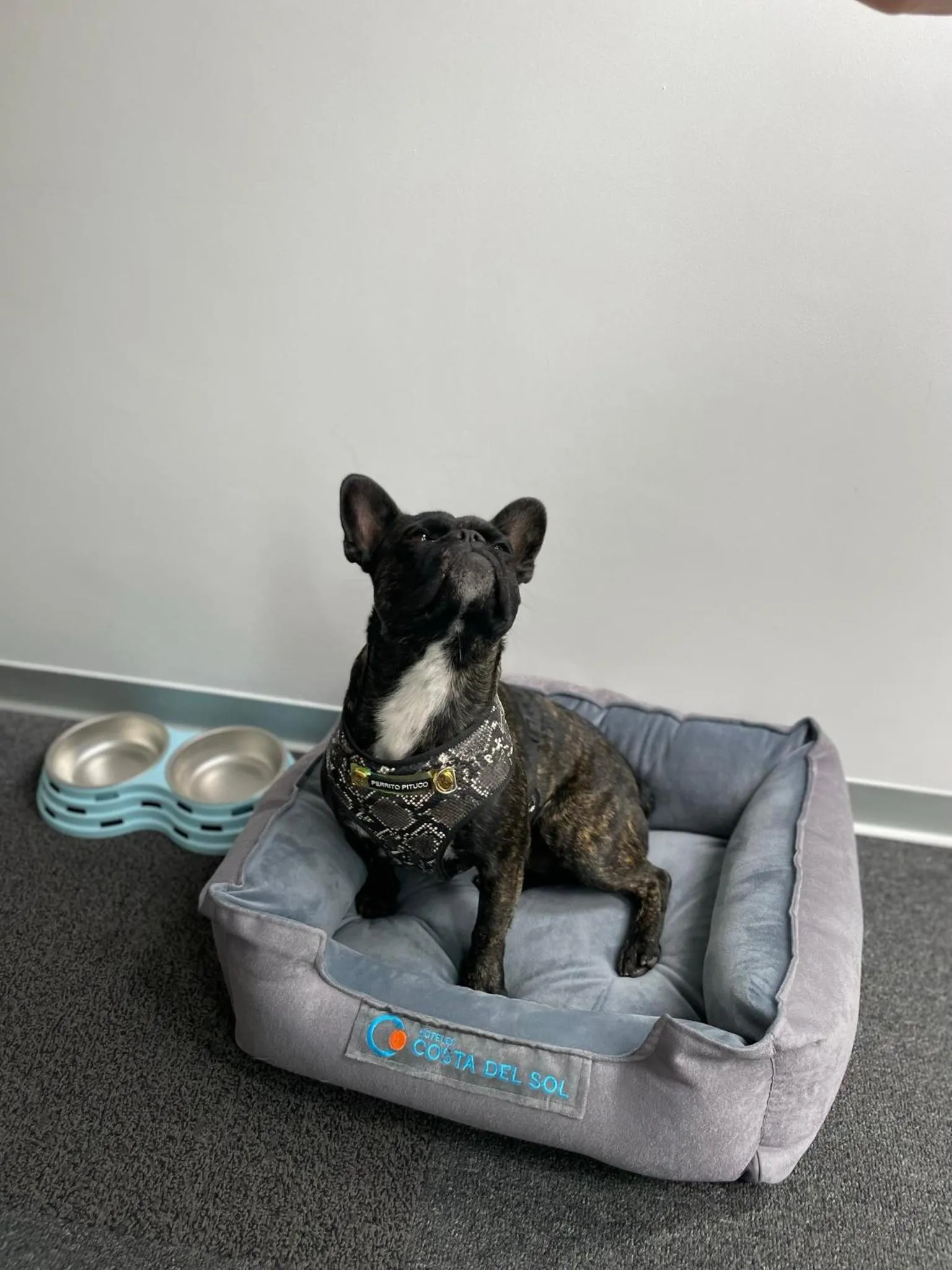 Pets in Wyndham Costa del Sol Lima City