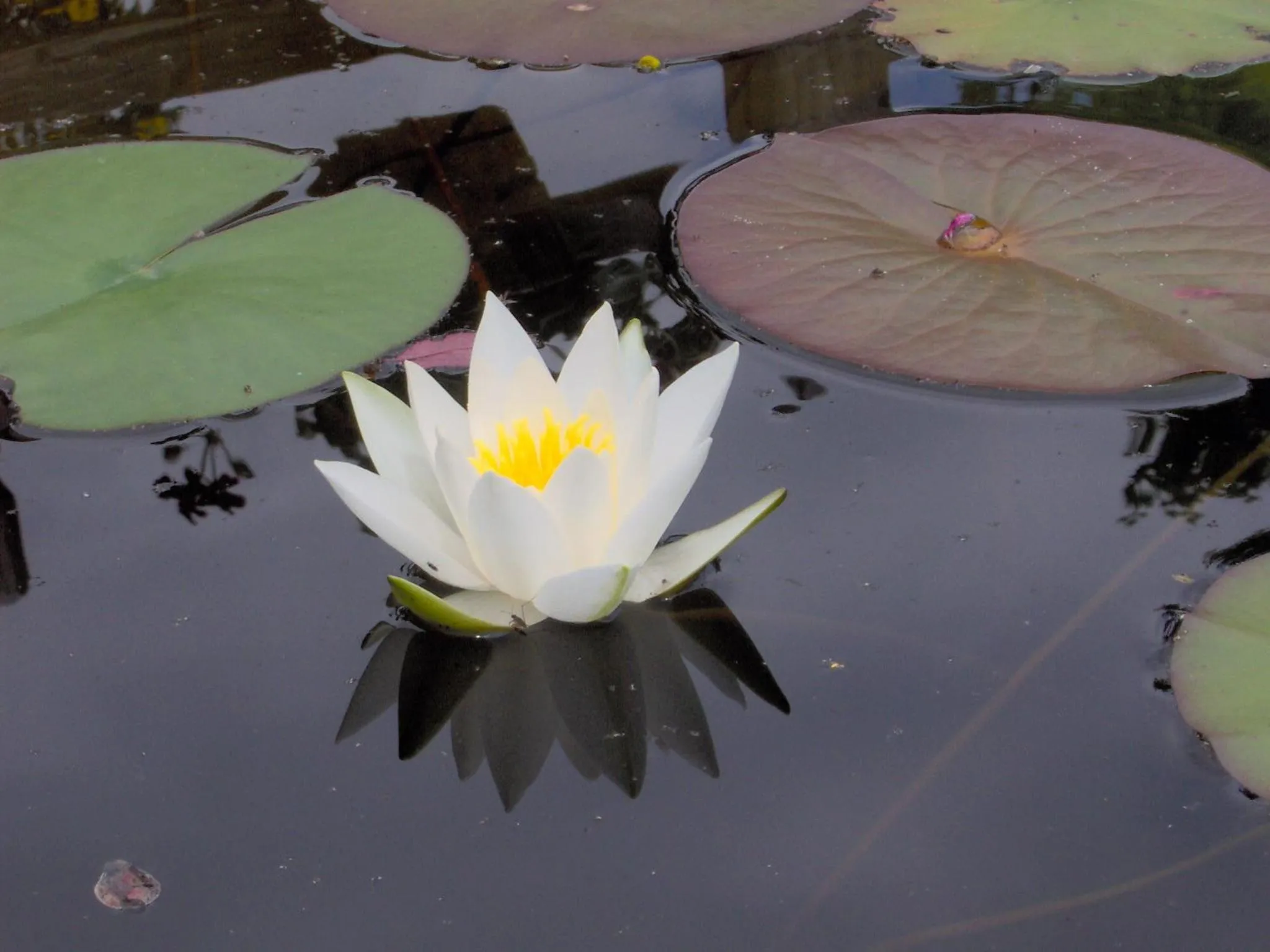 Garden in Hotel Garni Thermenoase
