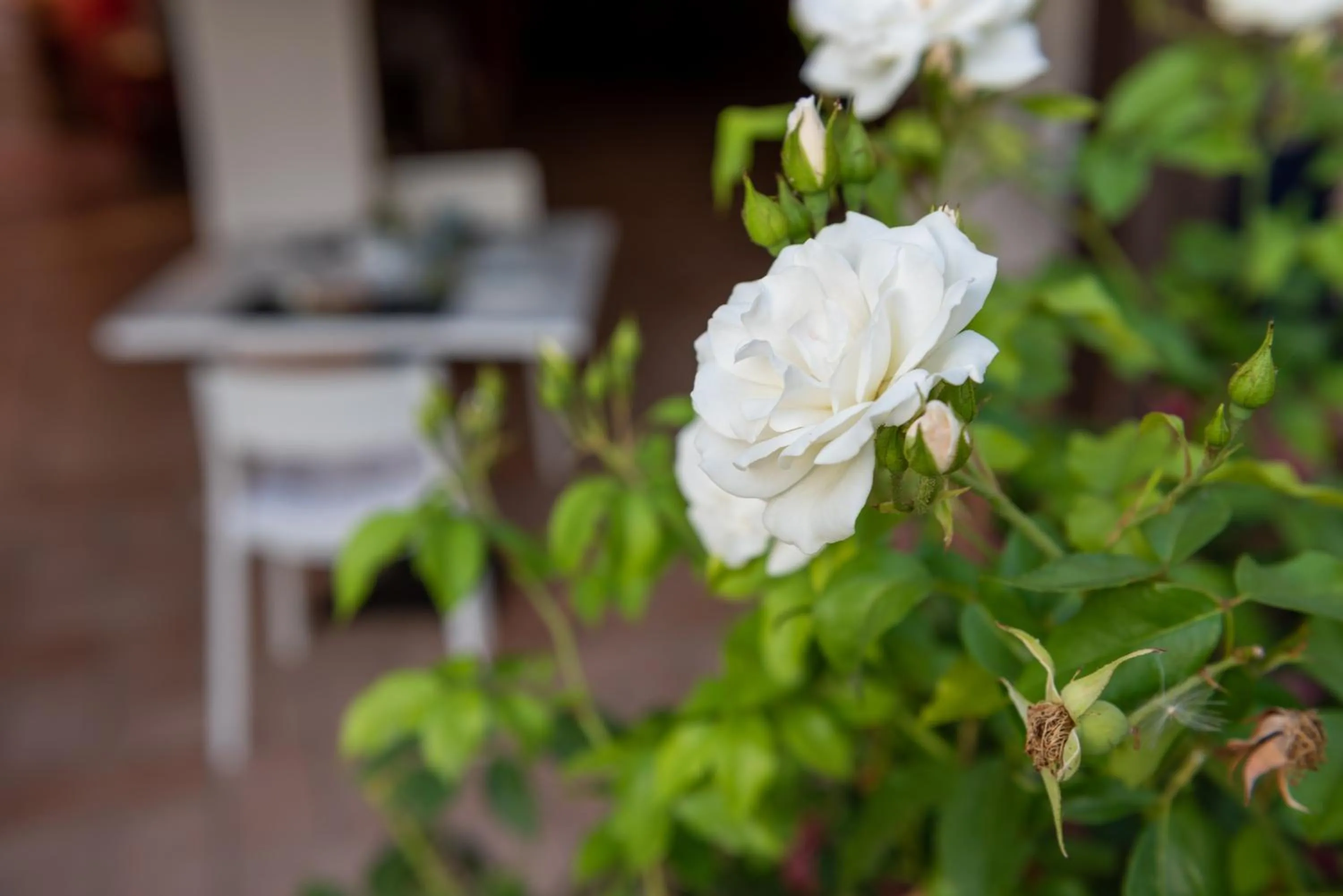 Day in Villa Megna - Green Paradise B&B