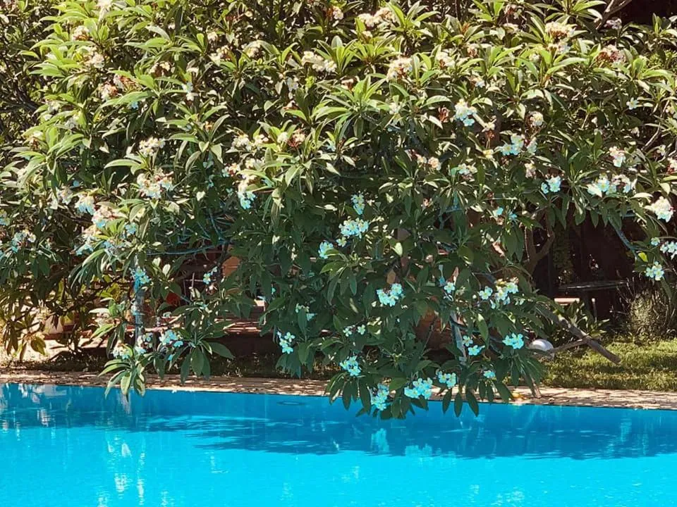 Swimming pool in Villa Megna - Green Paradise B&B