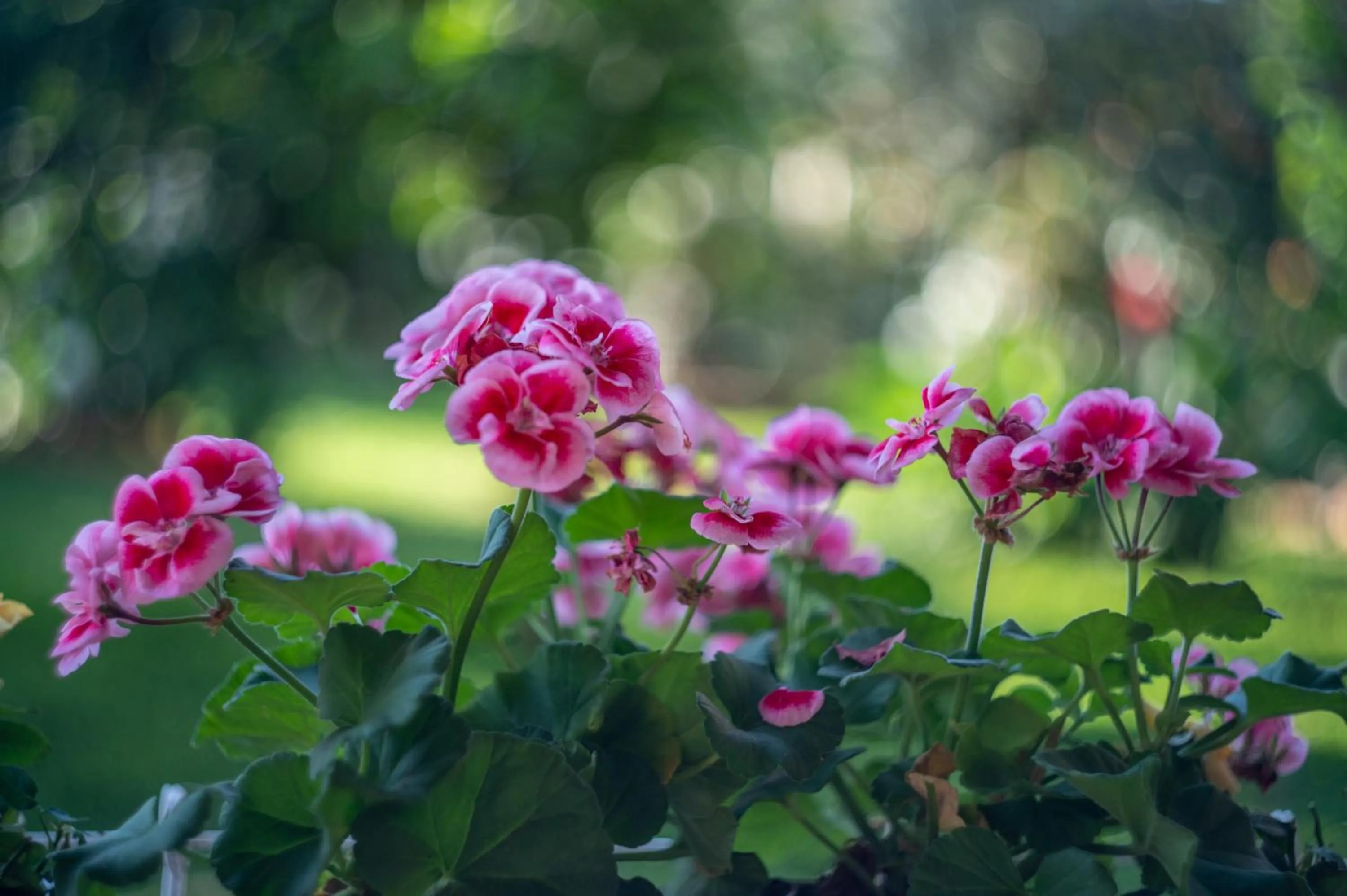 Garden in Villa Megna - Green Paradise B&B
