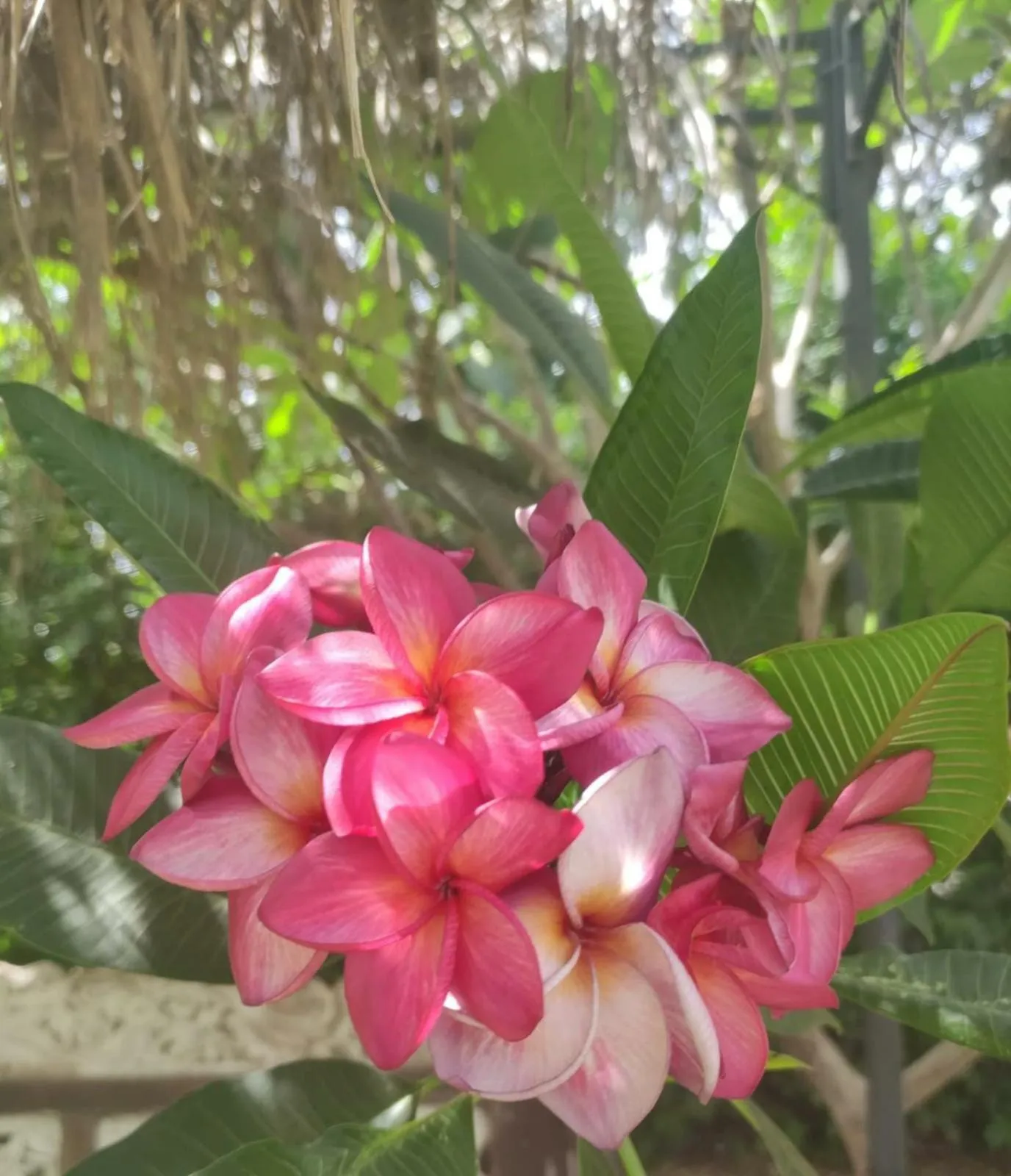 Garden in Villa Megna - Green Paradise B&B