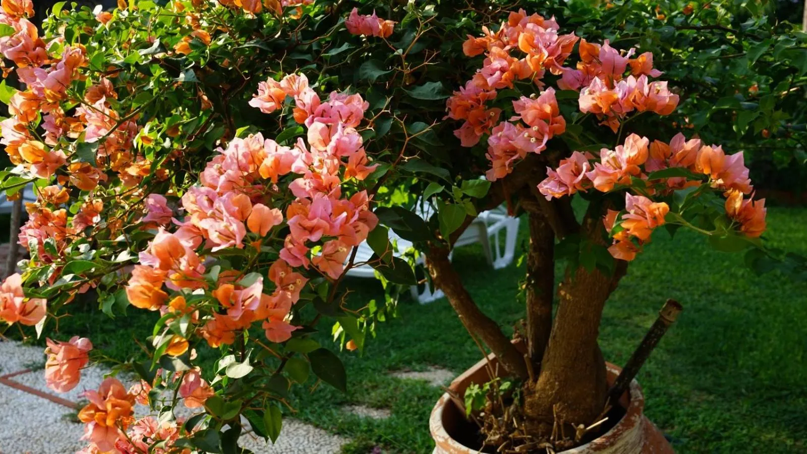 Garden in Villa Megna - Green Paradise B&B