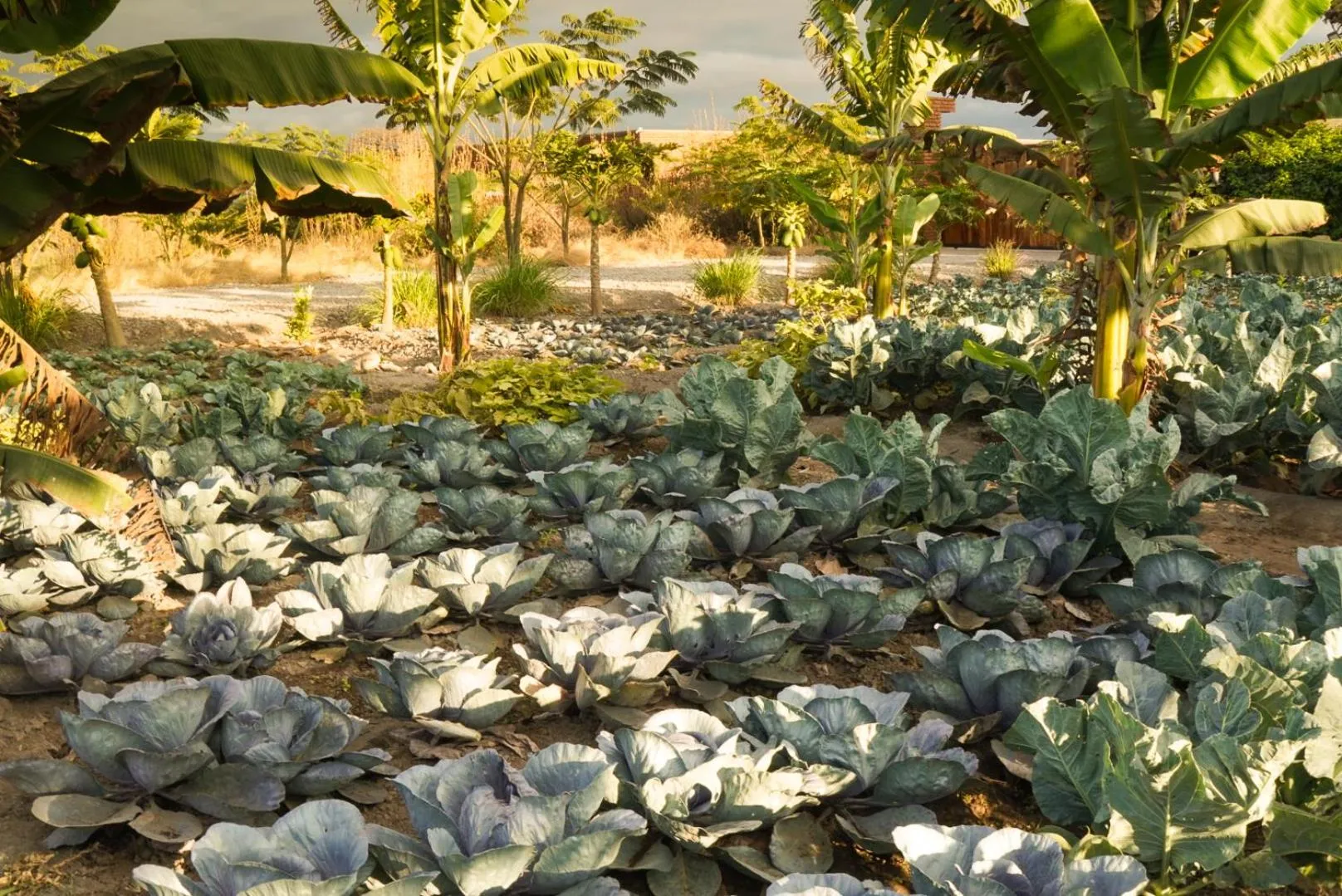 Garden in Suricata Boma Lodge