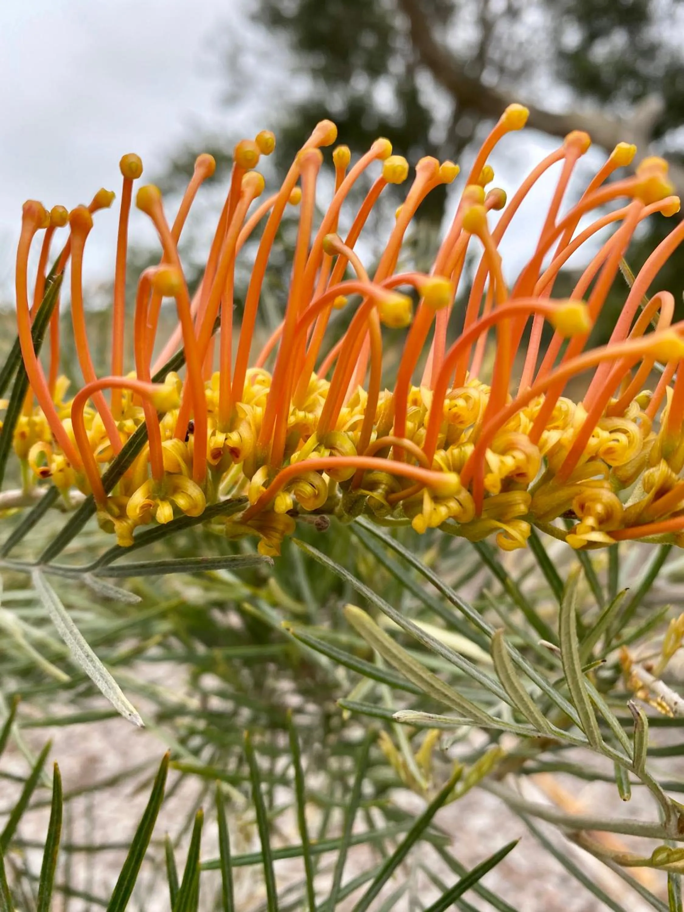 Garden in Sunny Side Up B&B Rye