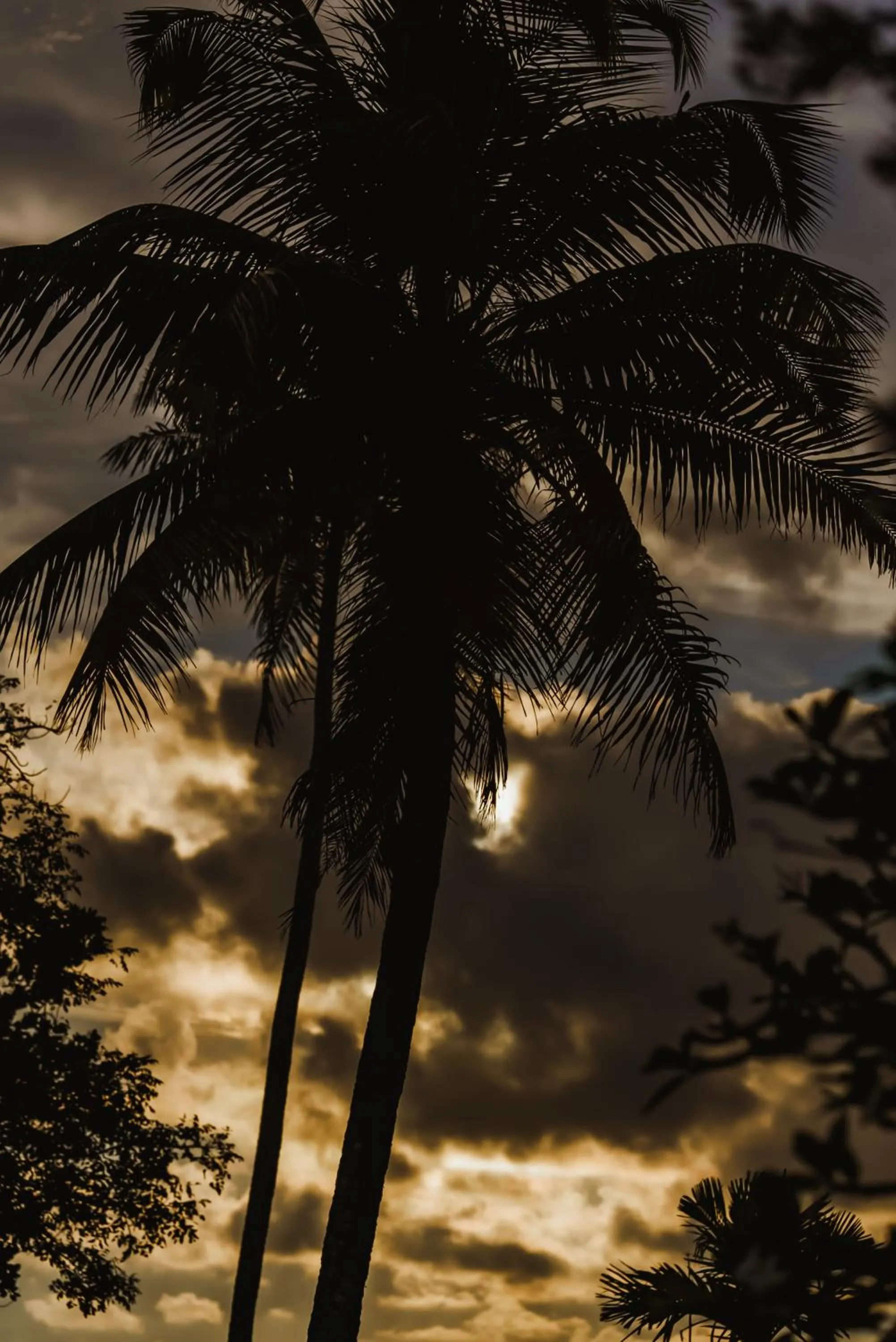 Natural landscape in Rhythm Kumarakom