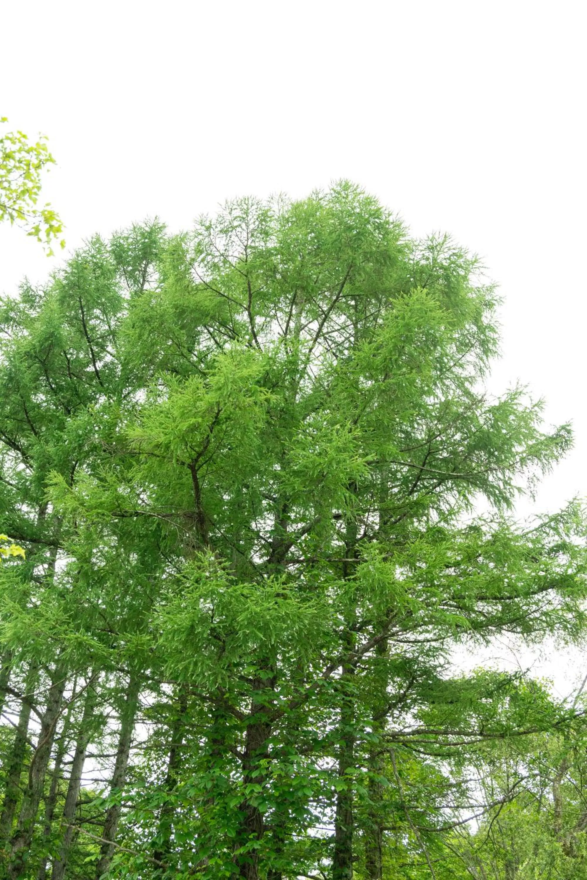 Natural landscape in Nature Cottage Akabeko