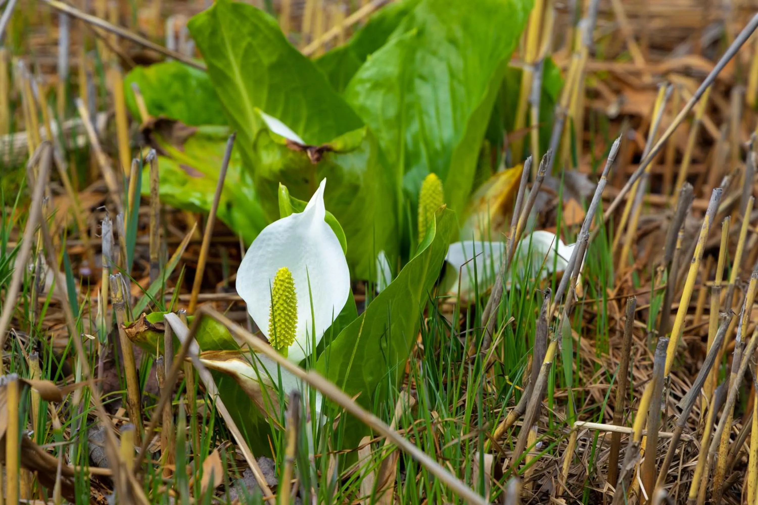 Spring in Nature Cottage Akabeko