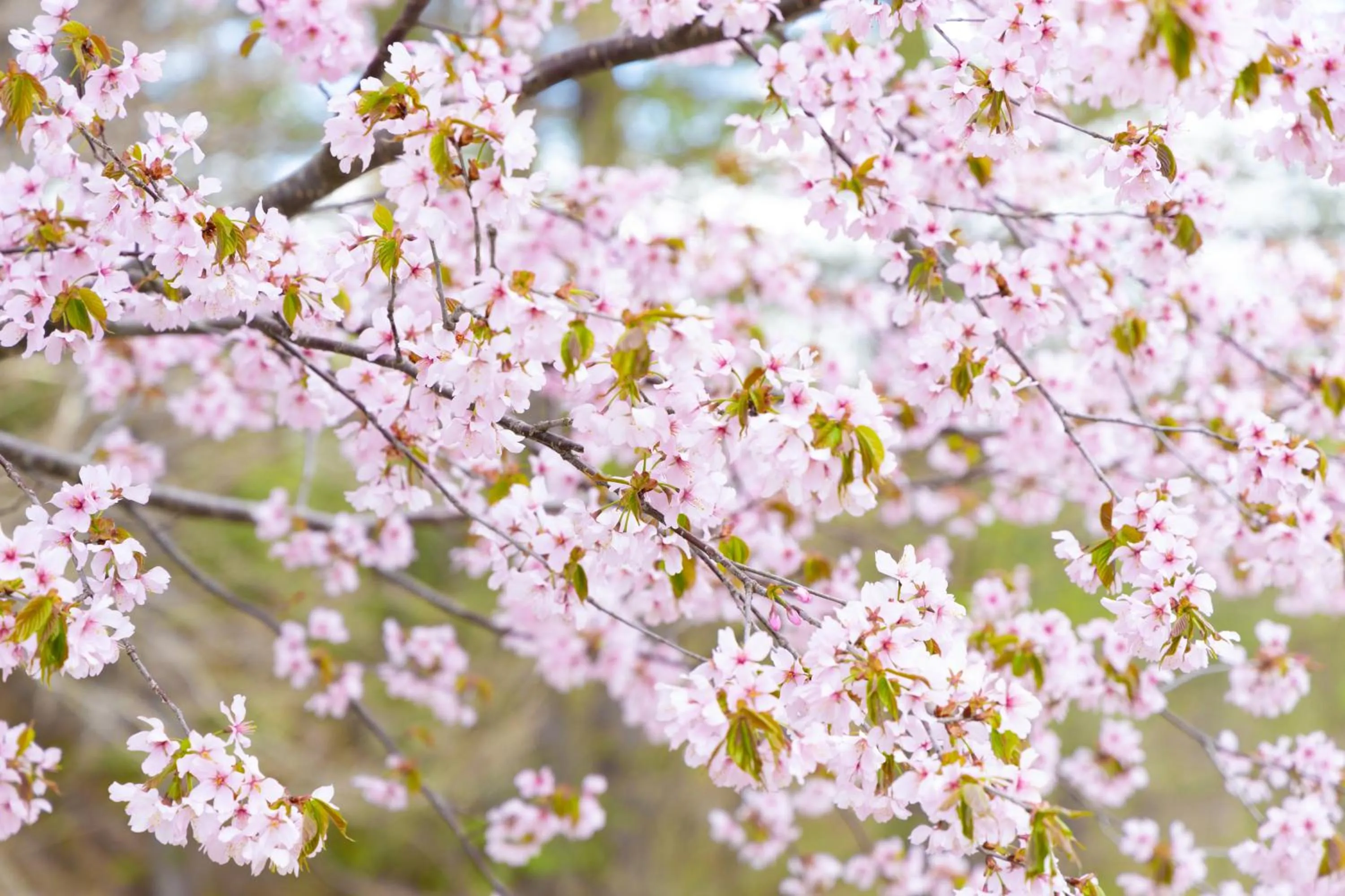 Spring in Nature Cottage Akabeko