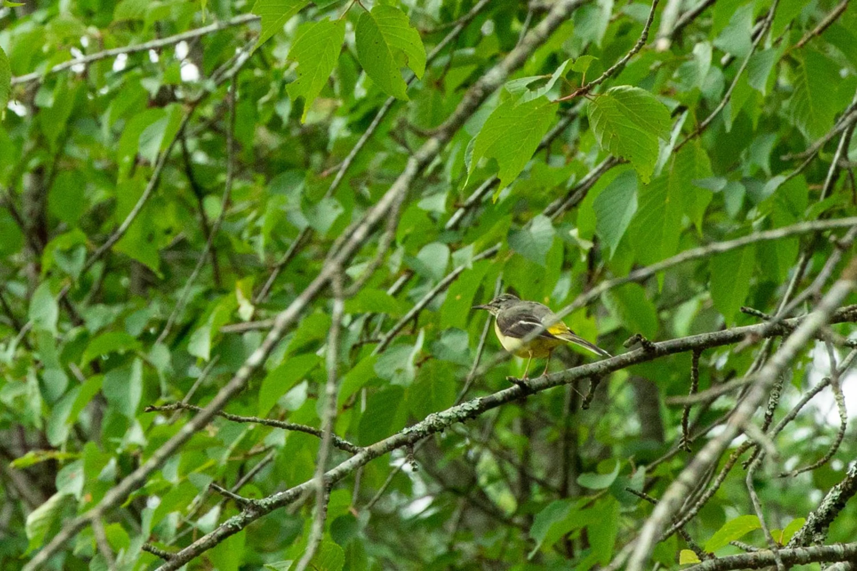 Spring in Nature Cottage Akabeko