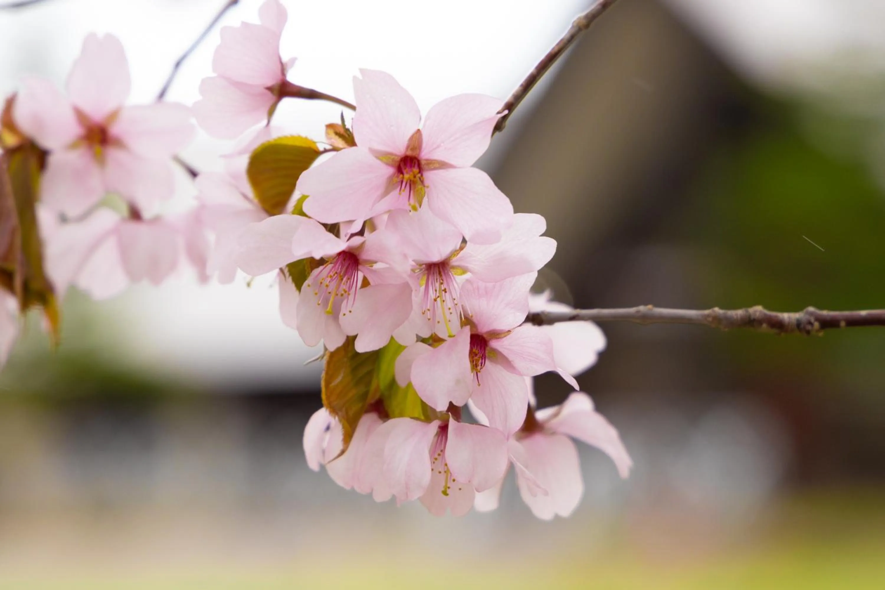Spring in Nature Cottage Akabeko