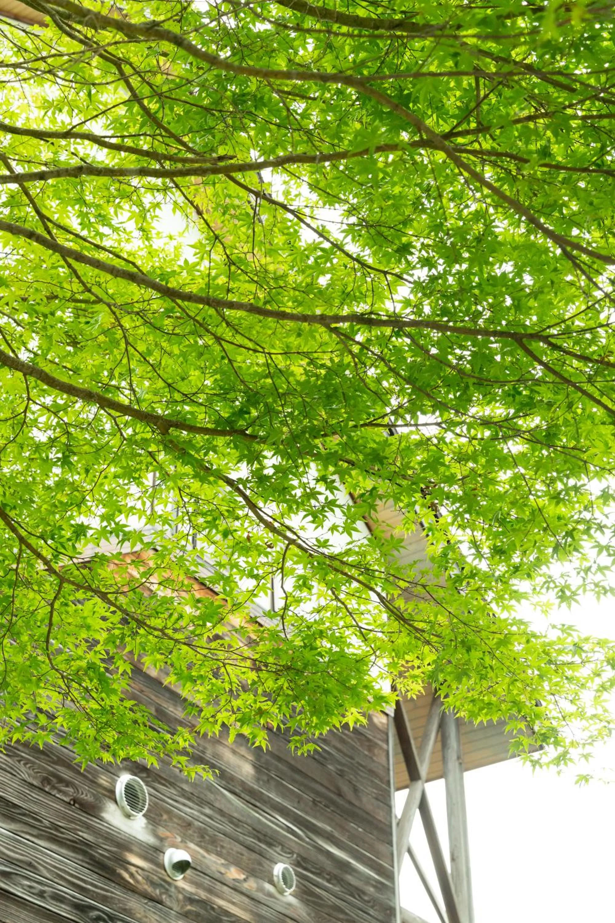 Day in Nature Cottage Akabeko