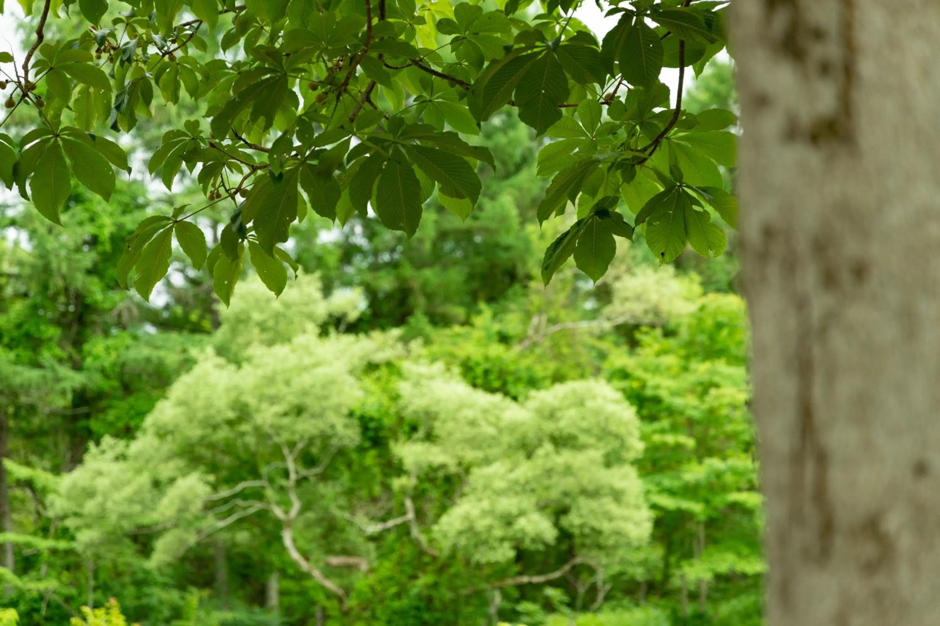 Day in Nature Cottage Akabeko