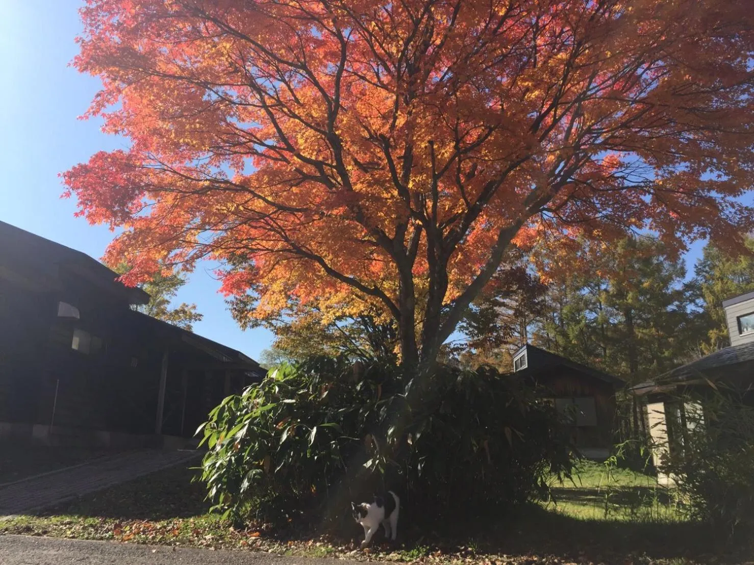 Natural landscape in Nature Cottage Akabeko