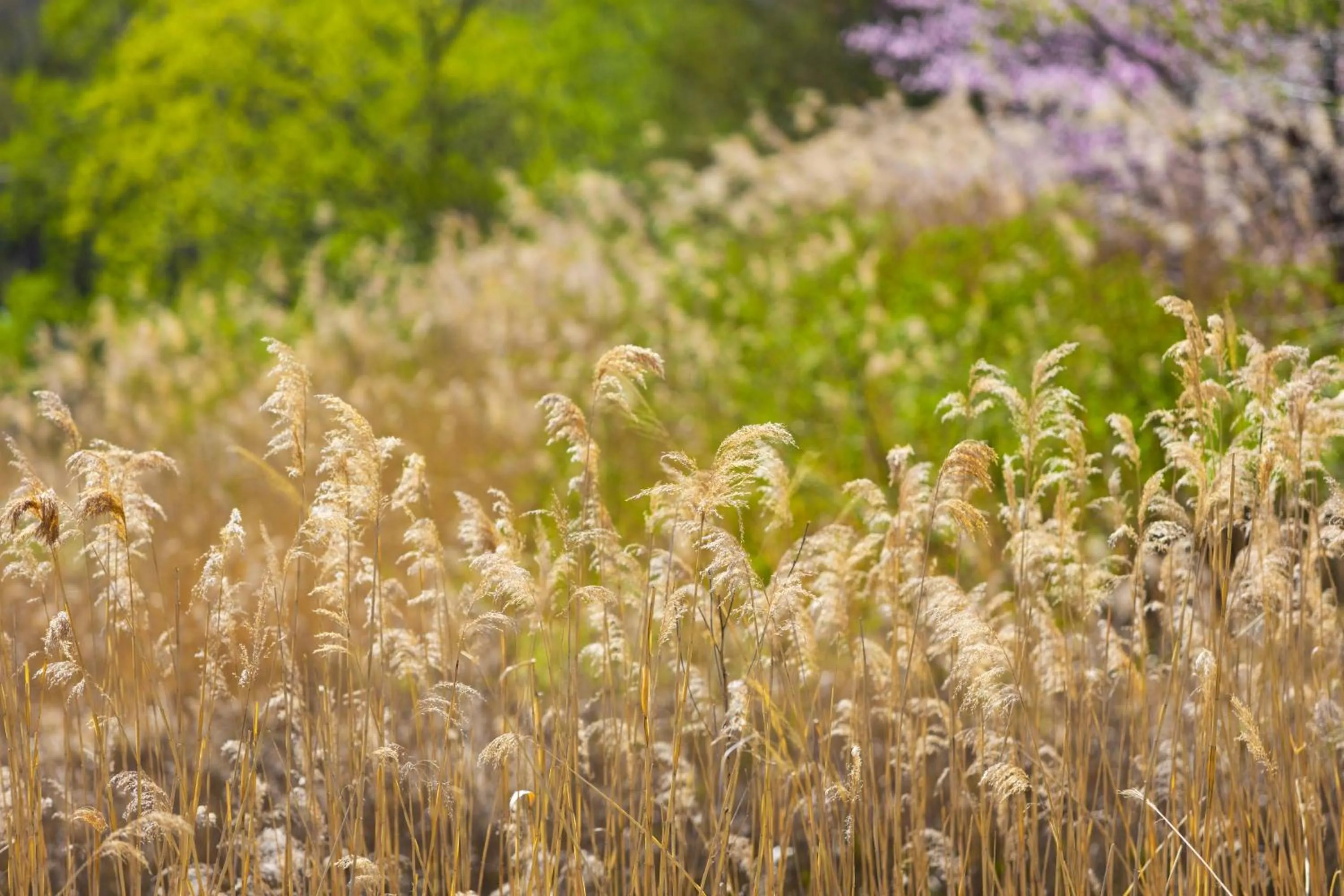 Natural landscape in Nature Cottage Akabeko