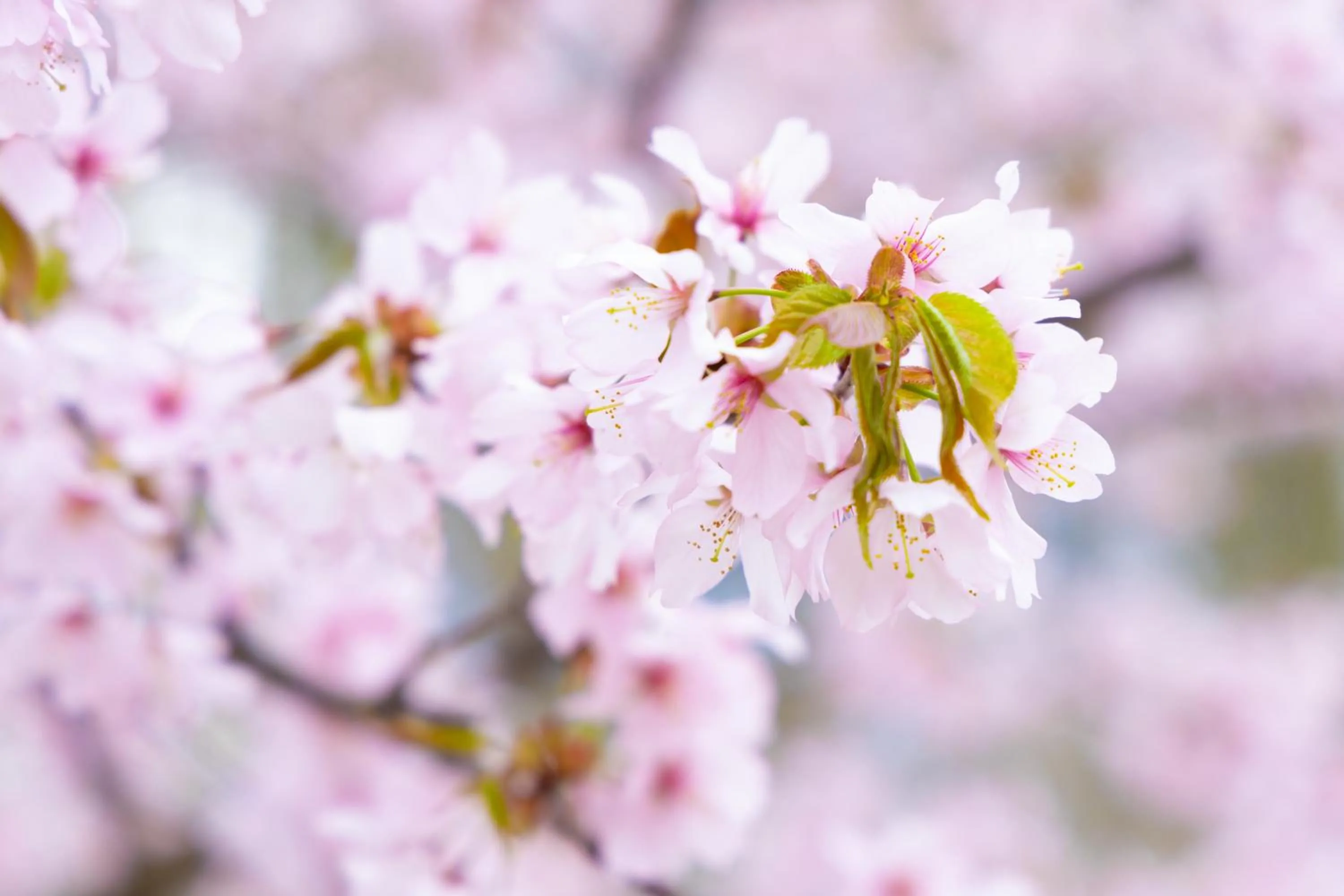 Spring in Nature Cottage Akabeko