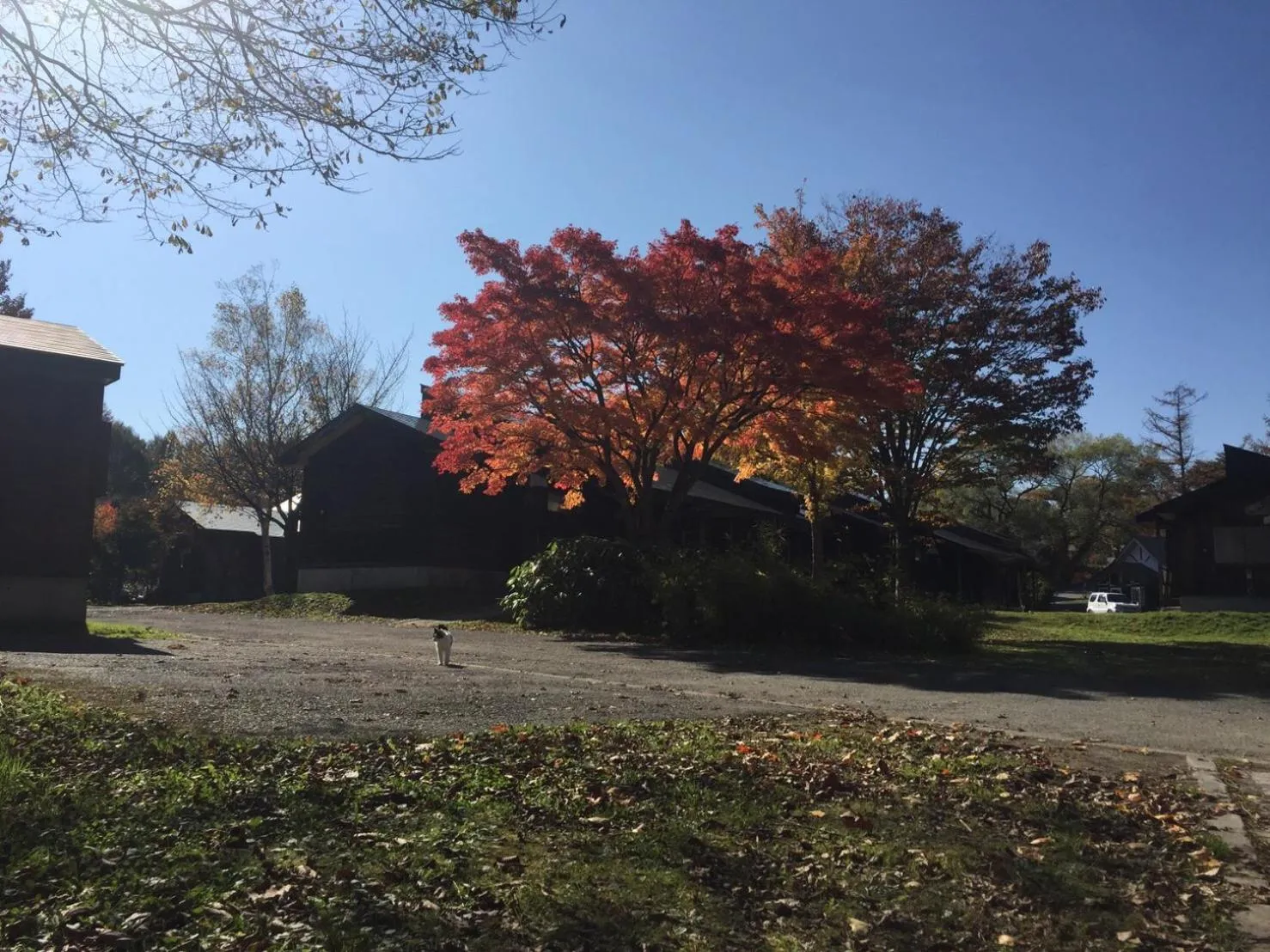 Natural landscape in Nature Cottage Akabeko