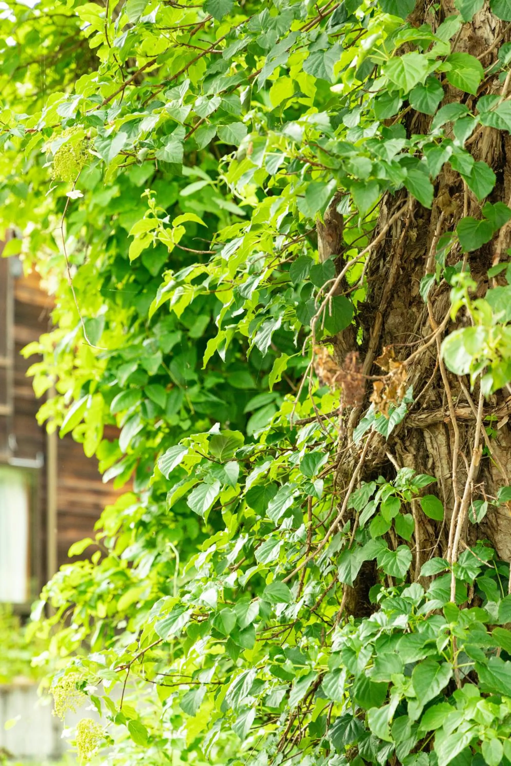 Day in Nature Cottage Akabeko